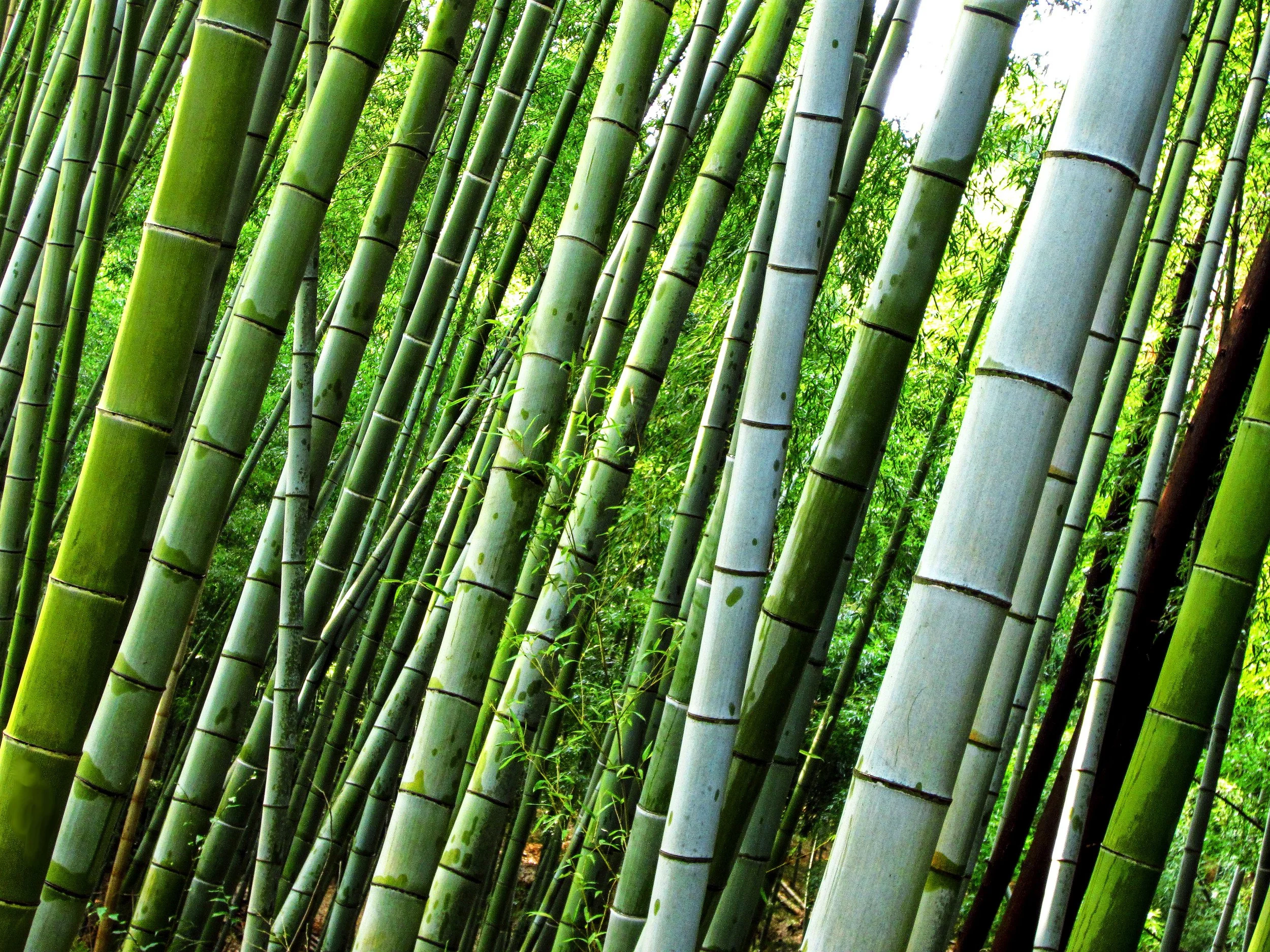 Diagonal view of dense bamboo forest with towering green bamboo trunks in Kyoto,Japan