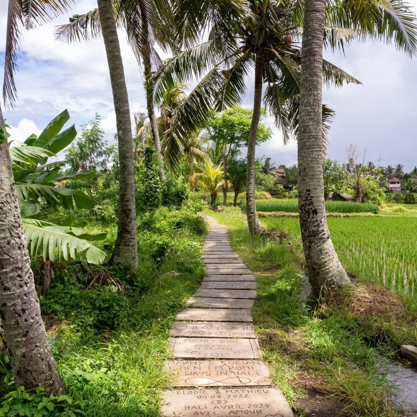 Winding footpath through lush green rice fields flanked by palm trees near Ubud, Bali, Indonesia