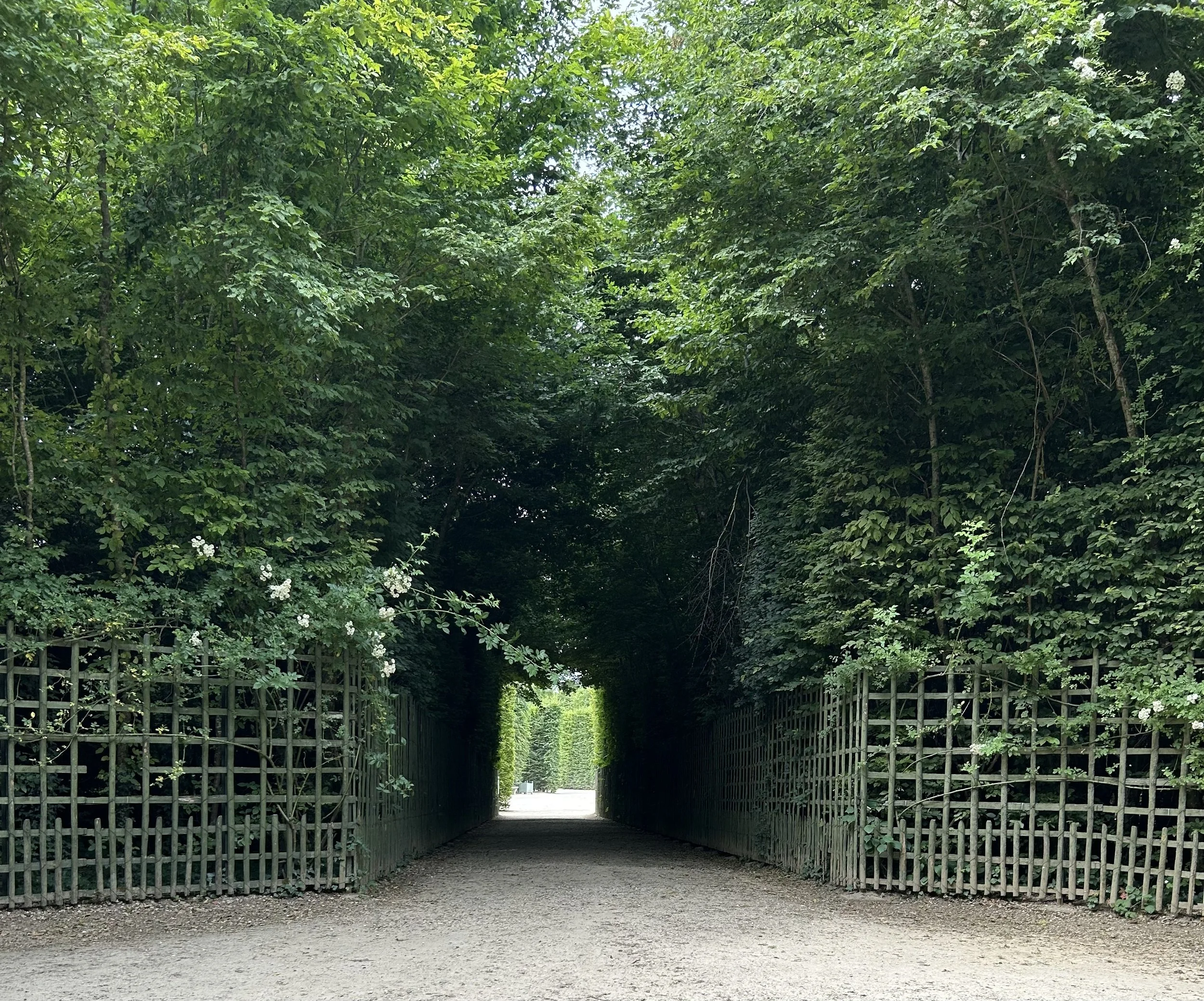 A tunnel-like pathway covered by lush green trees and foliage and sunlight at the end of the path. A lush green garden path in Versailles, France, leading through a dark canopy toward the light—symbolizing the journey of depth therapy in Texas.