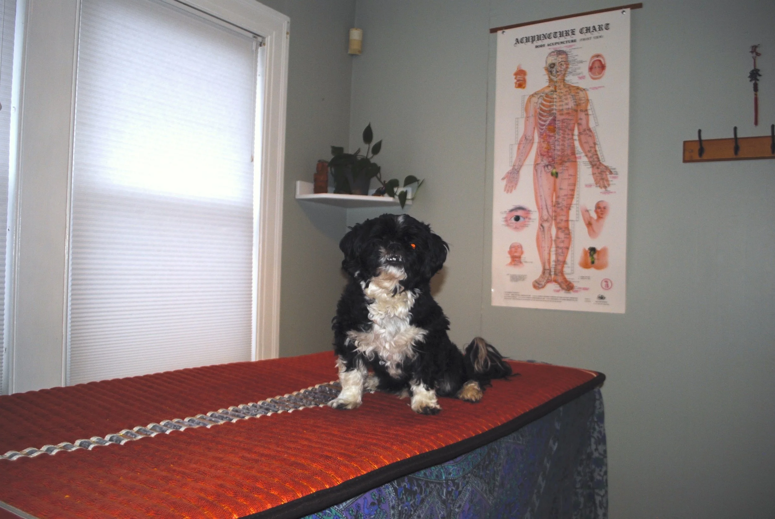 Boshi dog modeling the new medicrystal IR heated mat