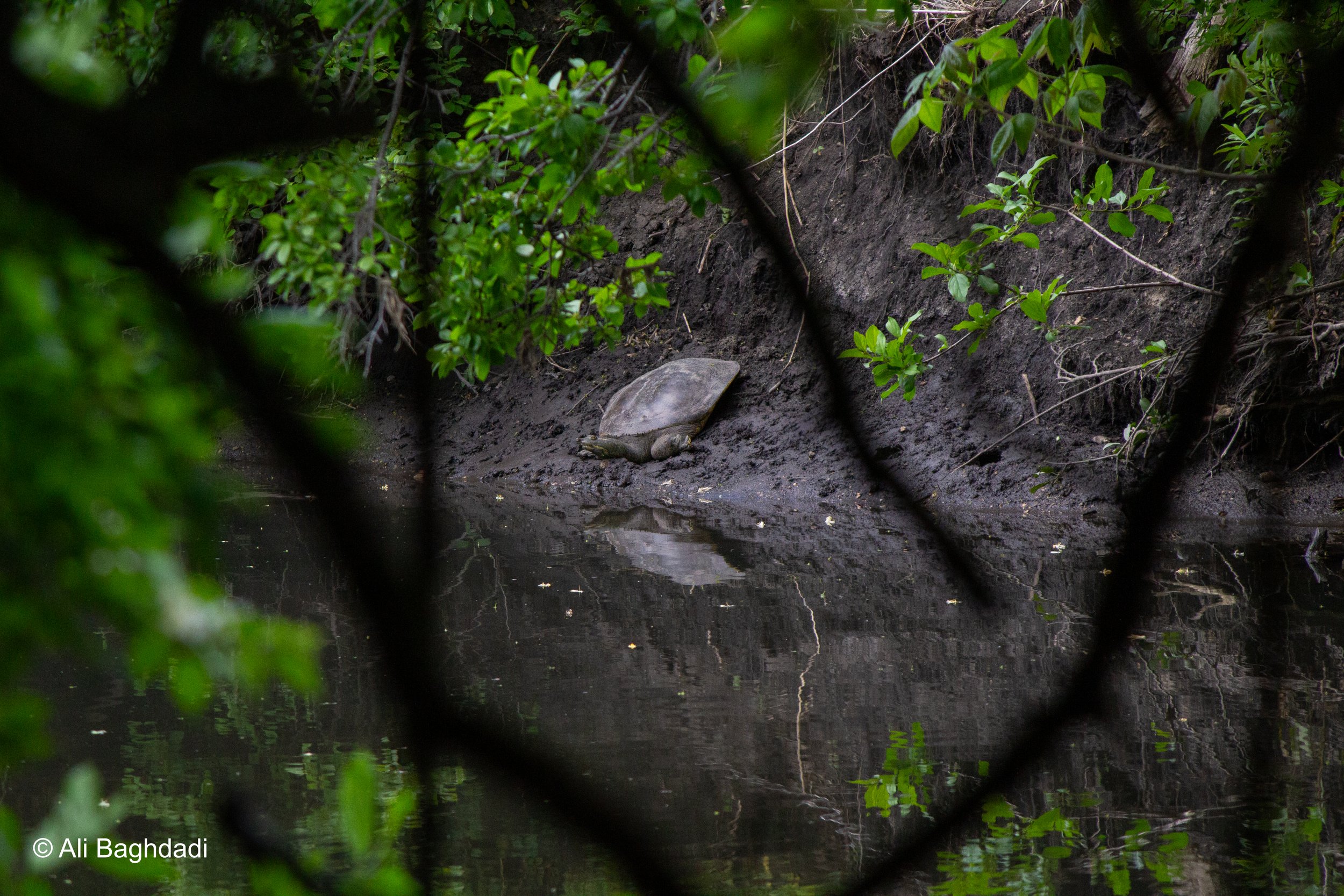MONSTERS IN OUR LAKES&nbsp;