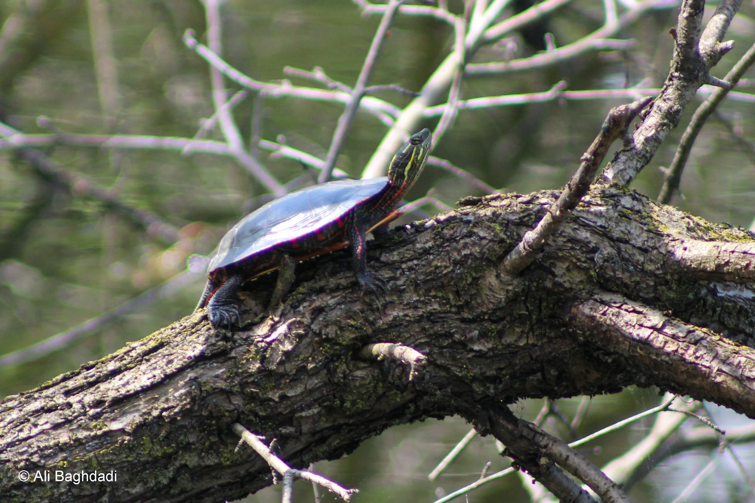IMG_1143.jpg