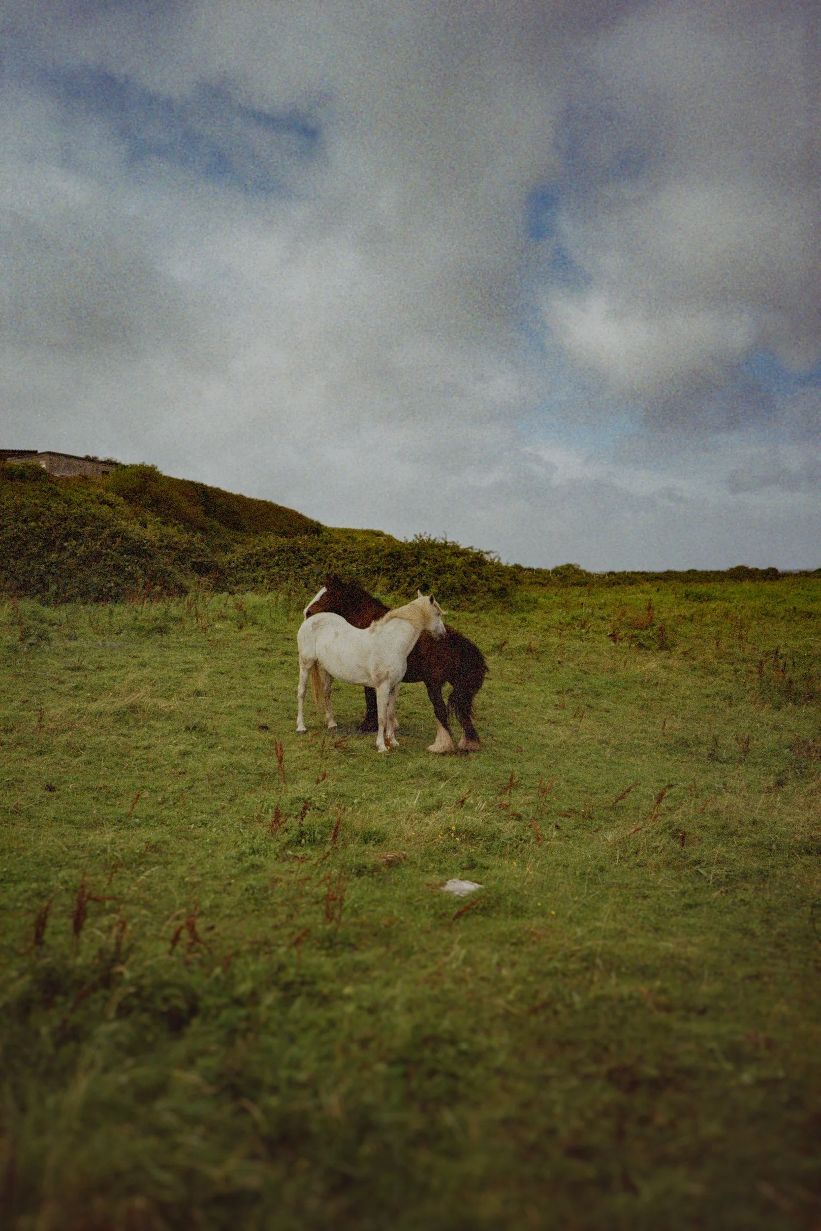 2023 Konica BM Ireland Aran Horses 1.jpg
