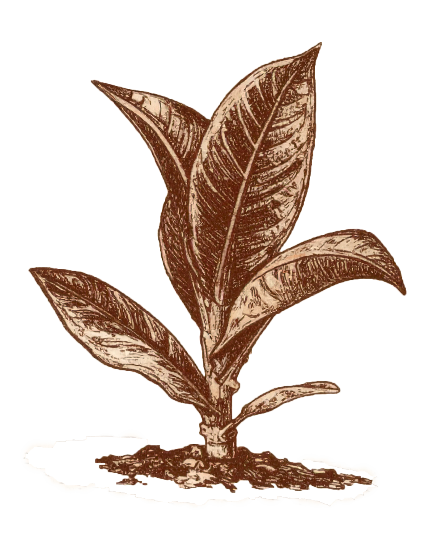 A vintage botanical illustration of a plant with large, elongated leaves with prominent veins, emerging from dark soil.