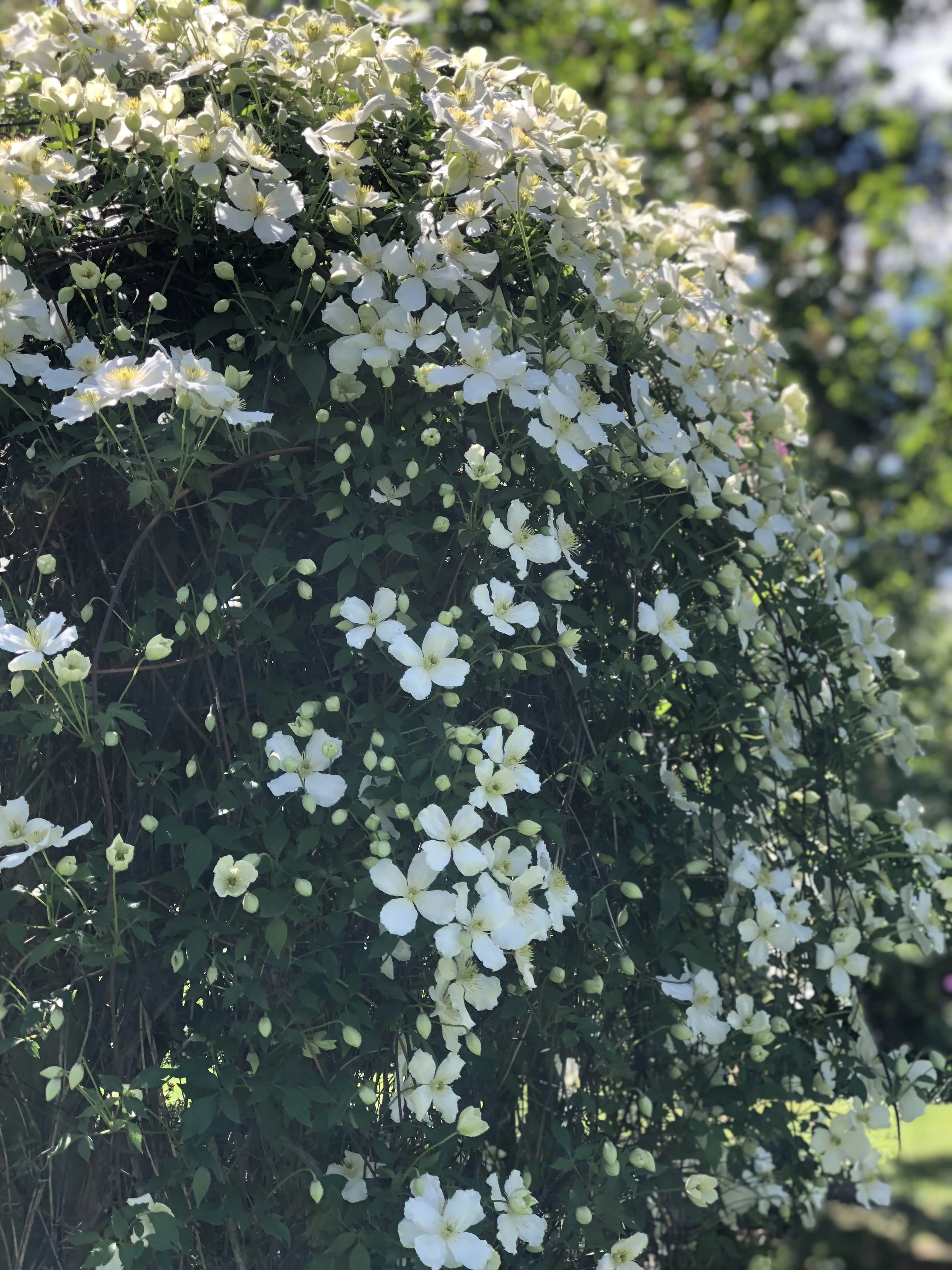 funeral flowers southern highlands