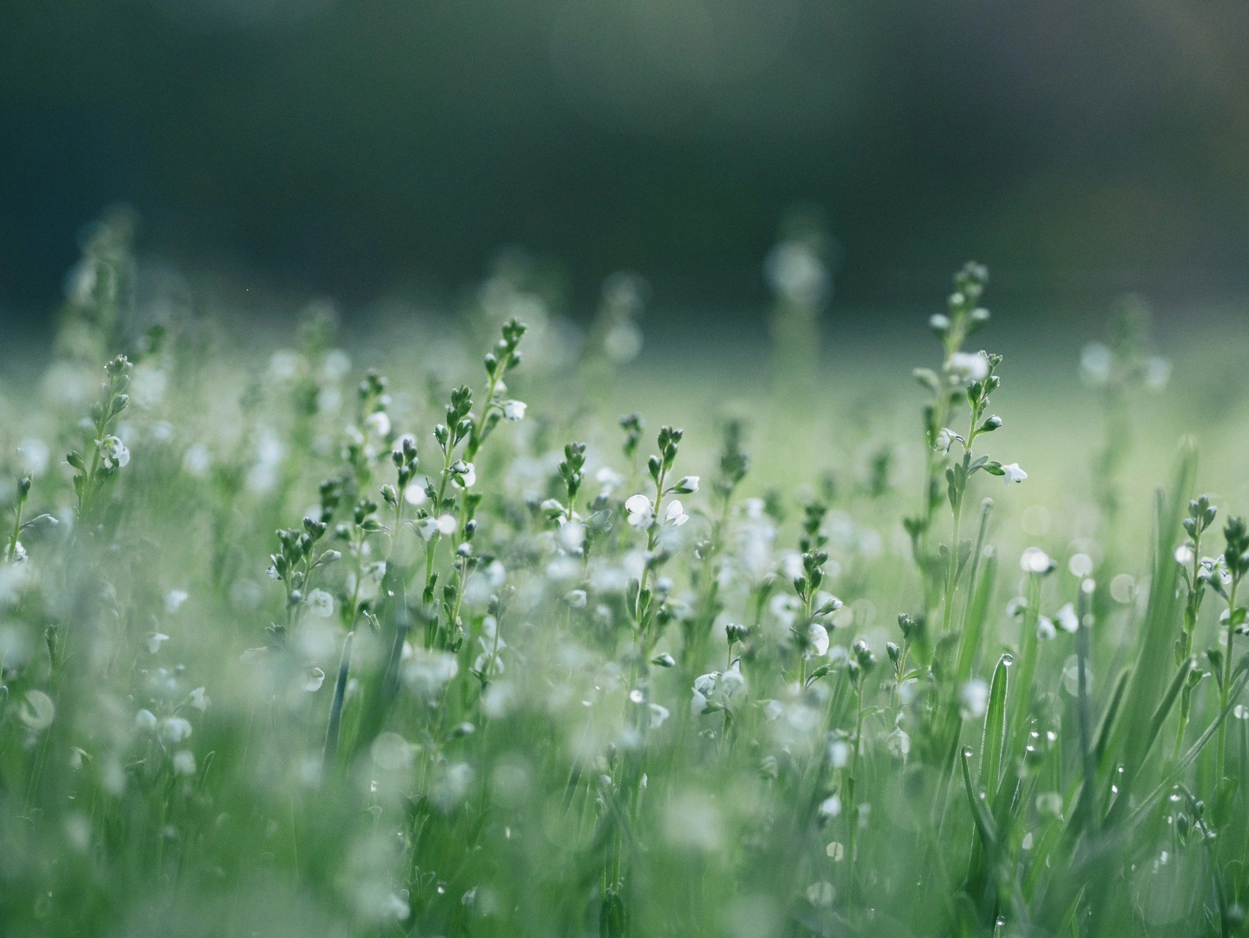 Close-up of small white flowers and green grass in a field, with a blurred background and soft lighting.