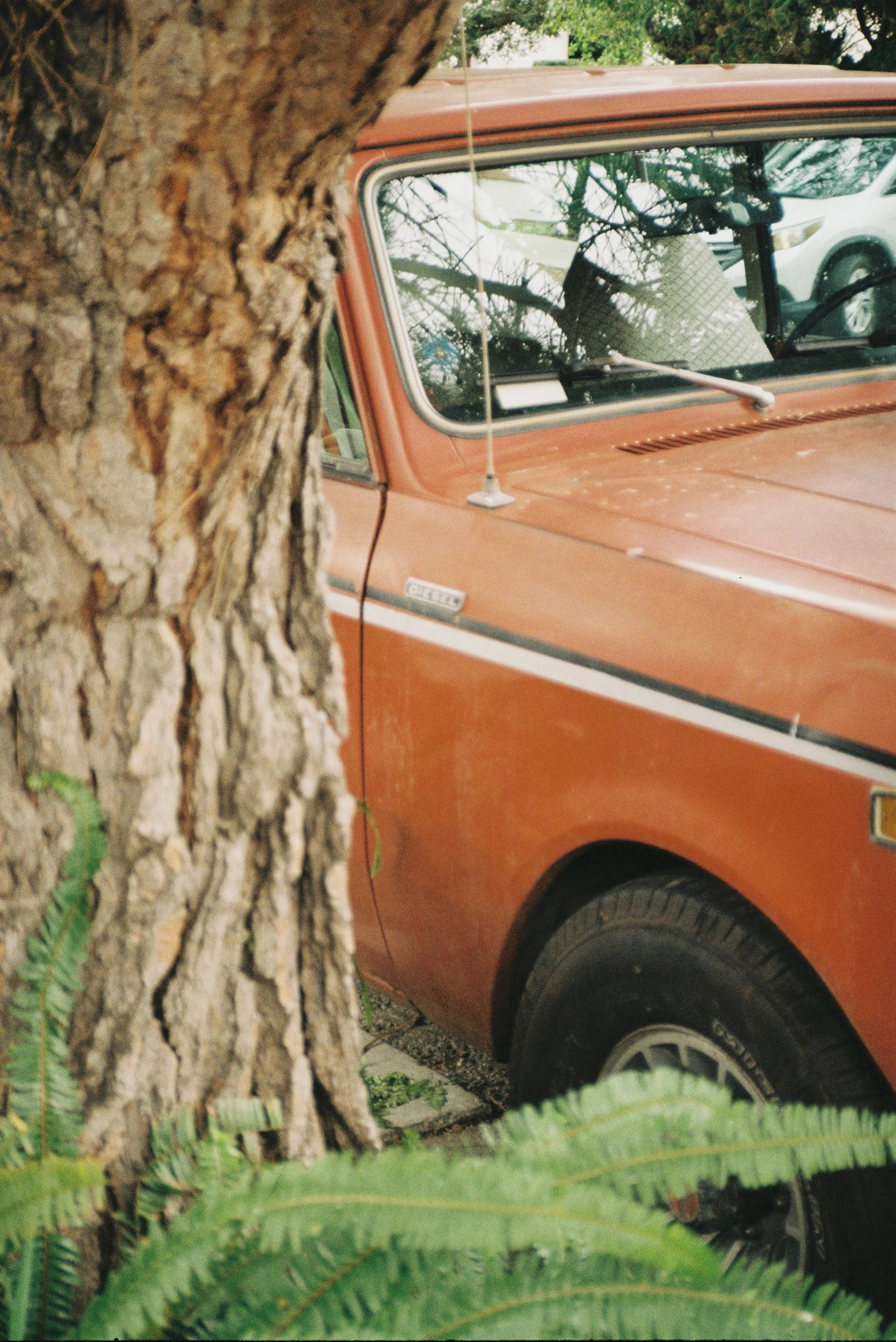 vintage red car and tree