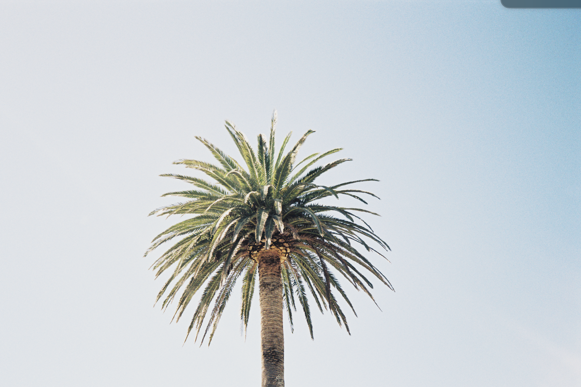 palm tree and blue sky