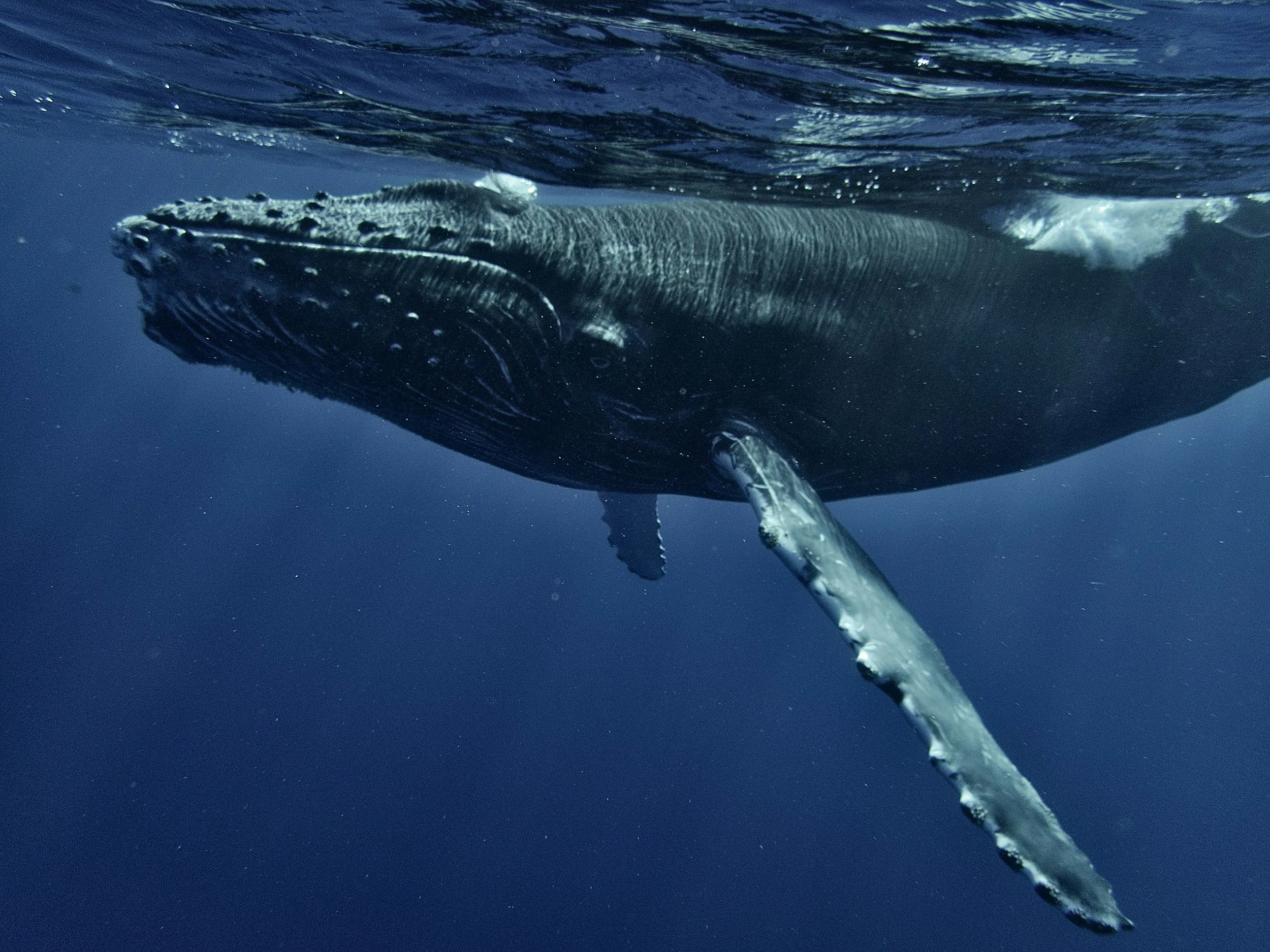 Humpback whale swimming underwater. Photograph by Chinh Le Duc, via Unsplash.