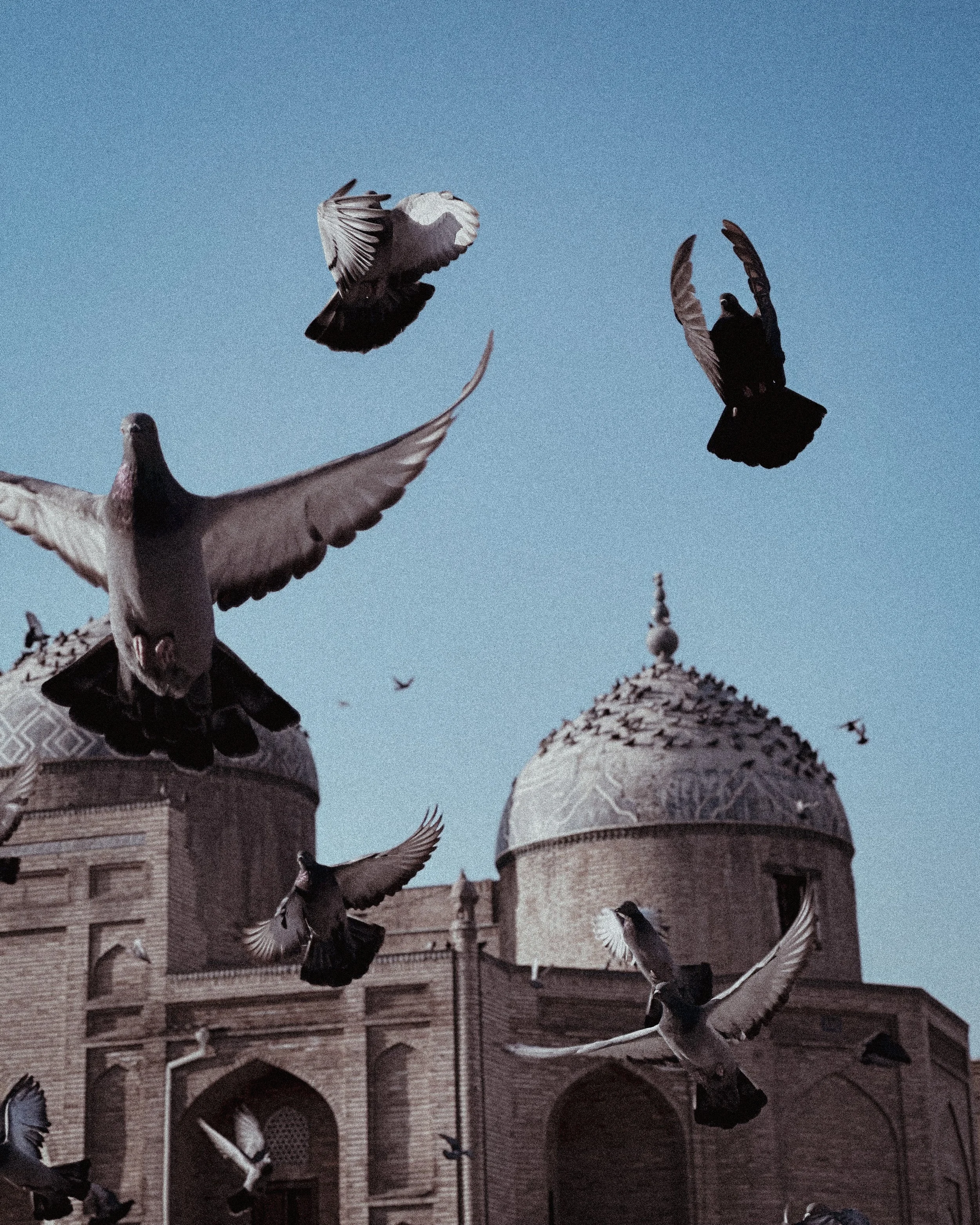Pigeons taking flight in front of a tiled dome at a mosque in Bukhara, Uzbekistan. Photography by Thomas Dohm.