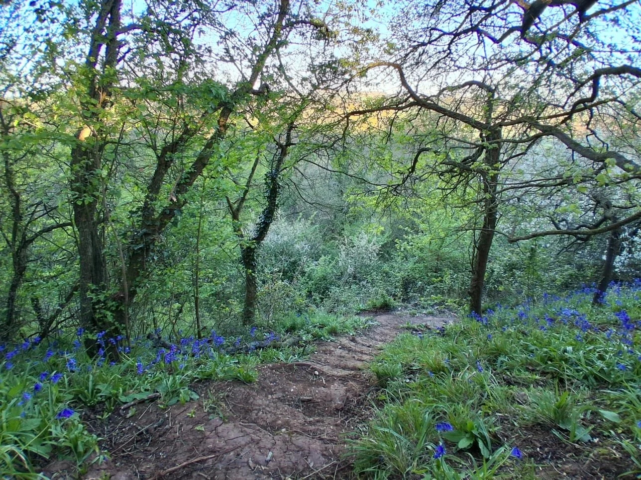 The Bluebell Wood I Almost Missed — Found on the Path of Kaizen