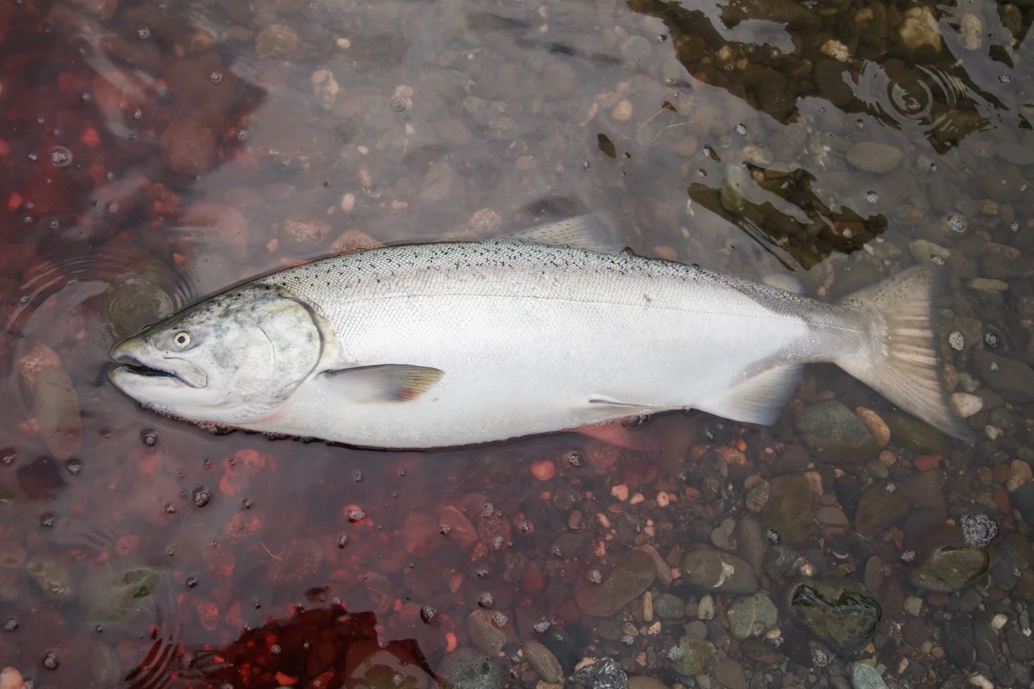 Kumler_ Salmon Fishing_ Klamath-6741.jpg
