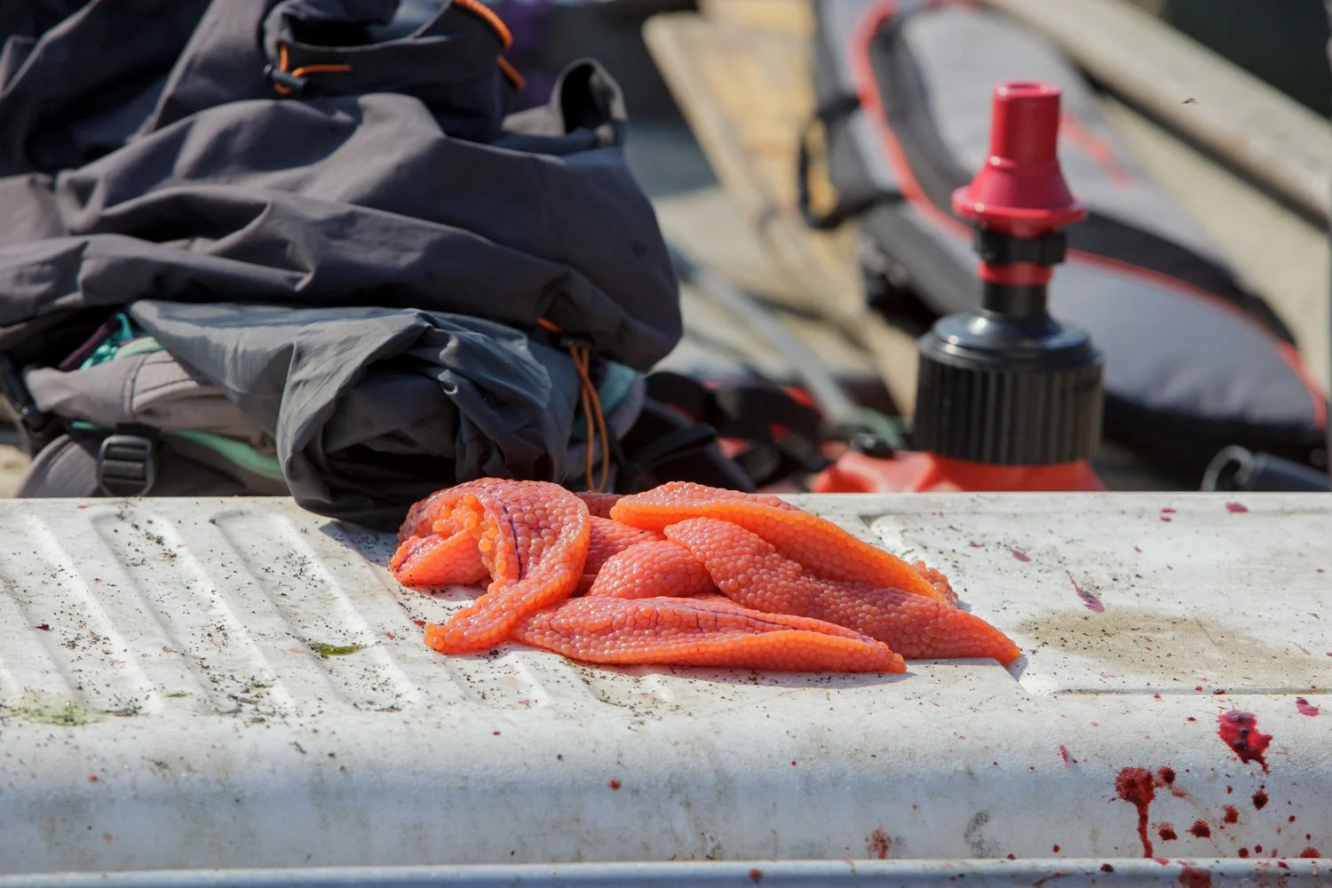Kumler_ Salmon Fishing_ Klamath-7497.jpg
