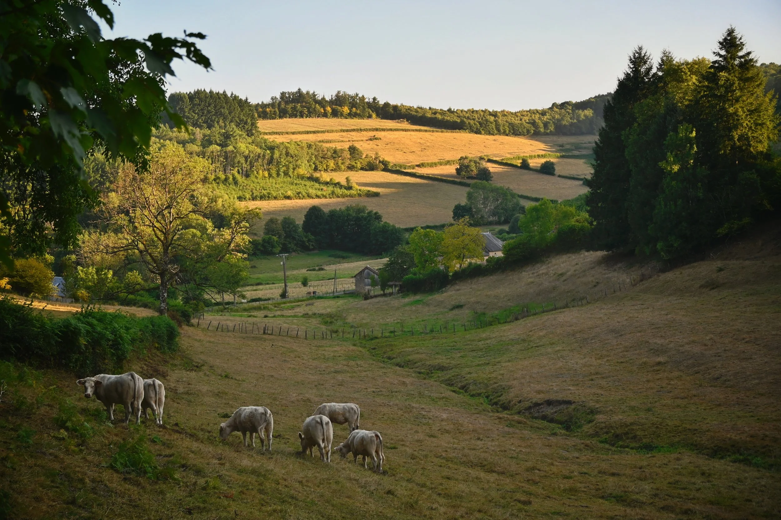 Hilly countryside landscape with cows grazing on a grassy slope, trees, and small houses in the distance, under a clear sky.