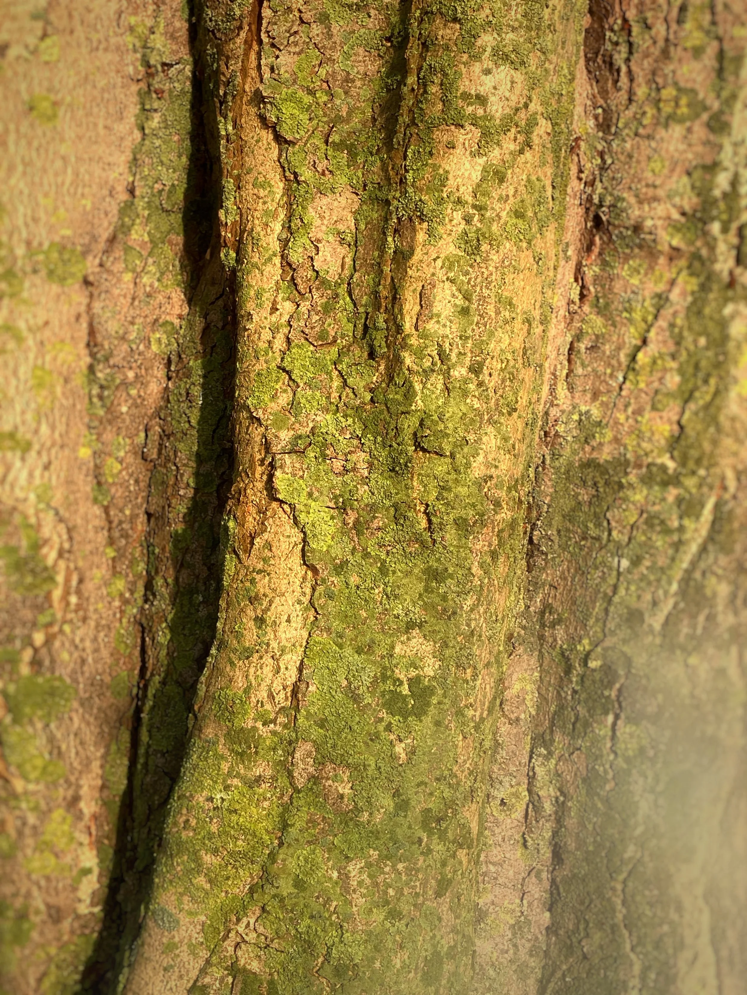 Close-up of tree bark covered with green moss and lichen.