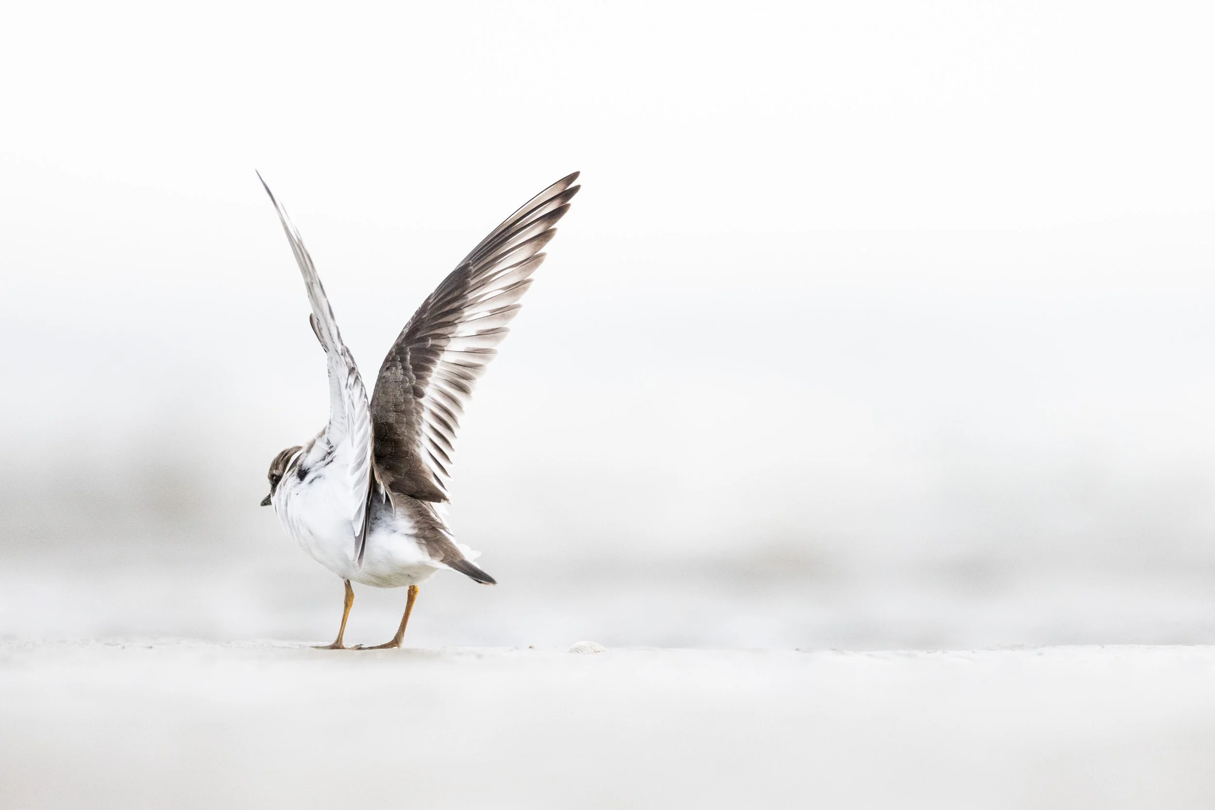 Common ringed plover in the Wadden Sea