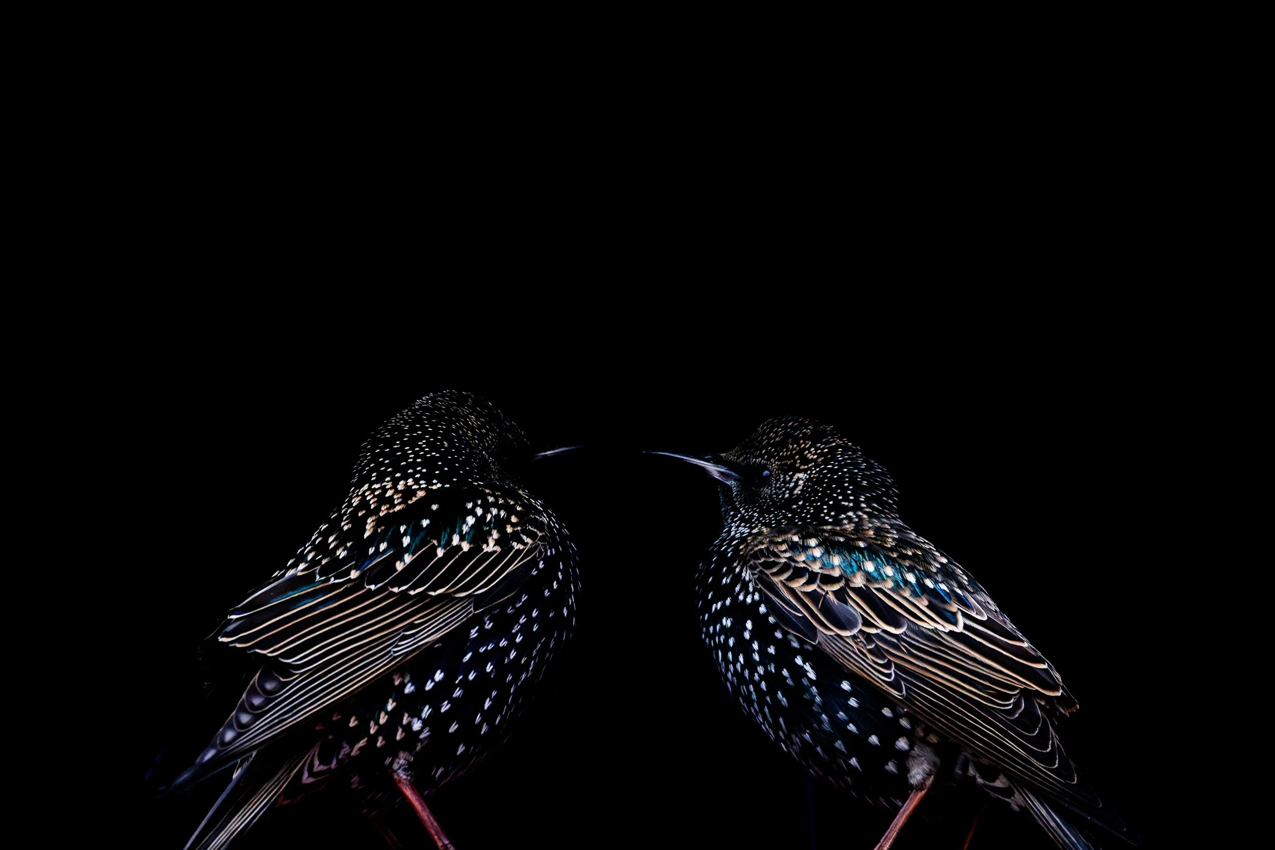 Two starlings on the vessel Reykjanes