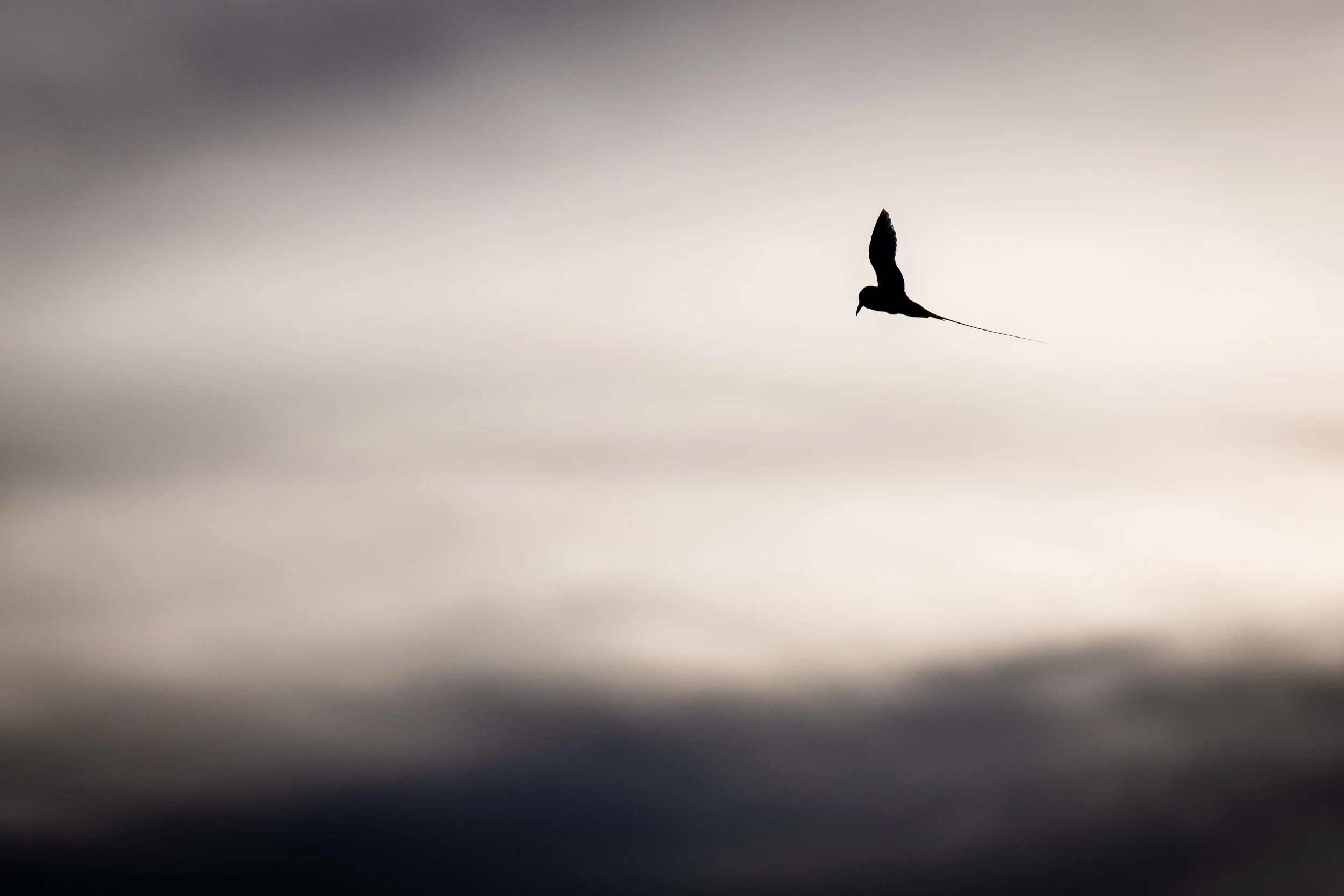 White-tailed tropicbird - Phaethon lepturus