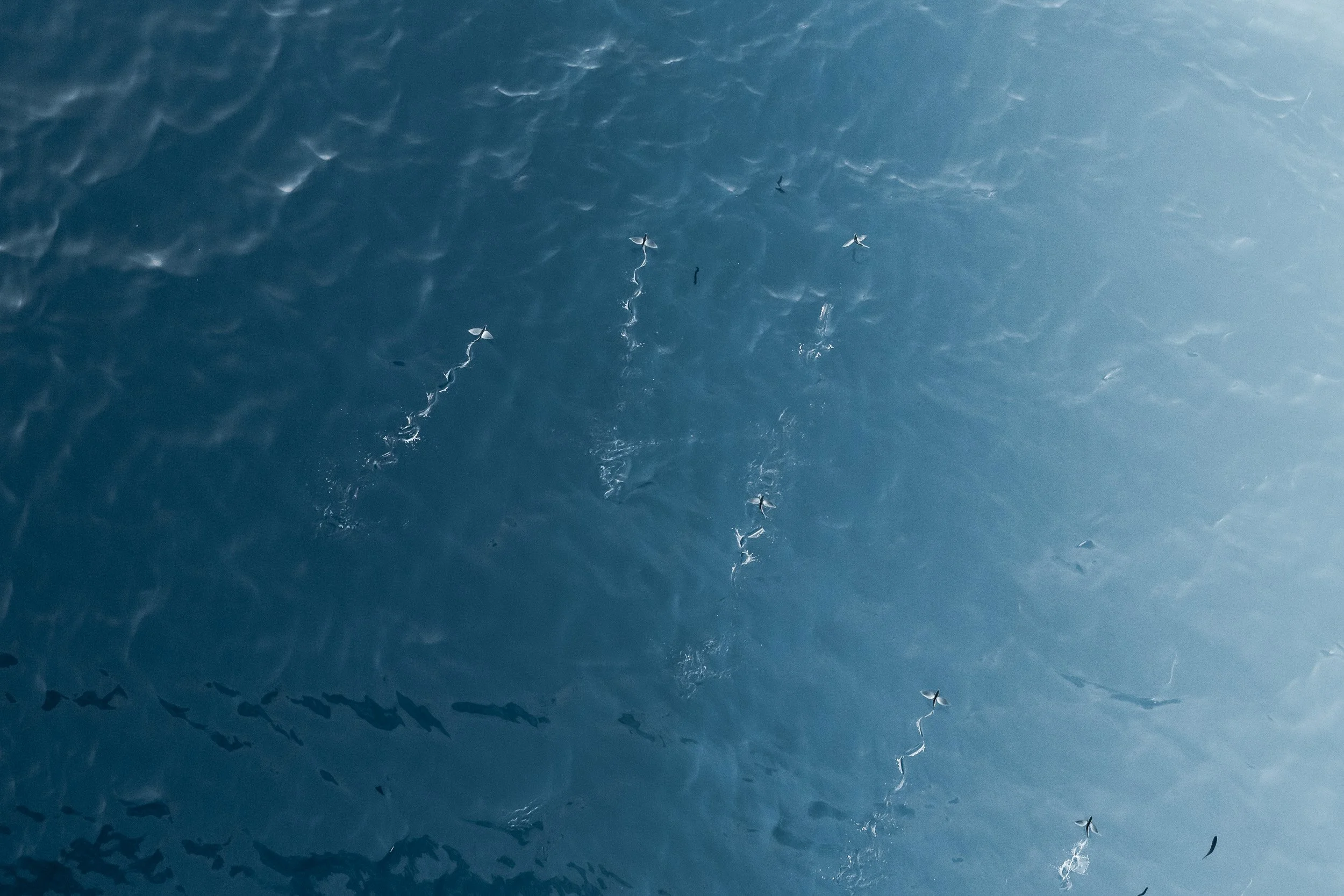 Flying fish in the tropical ocean