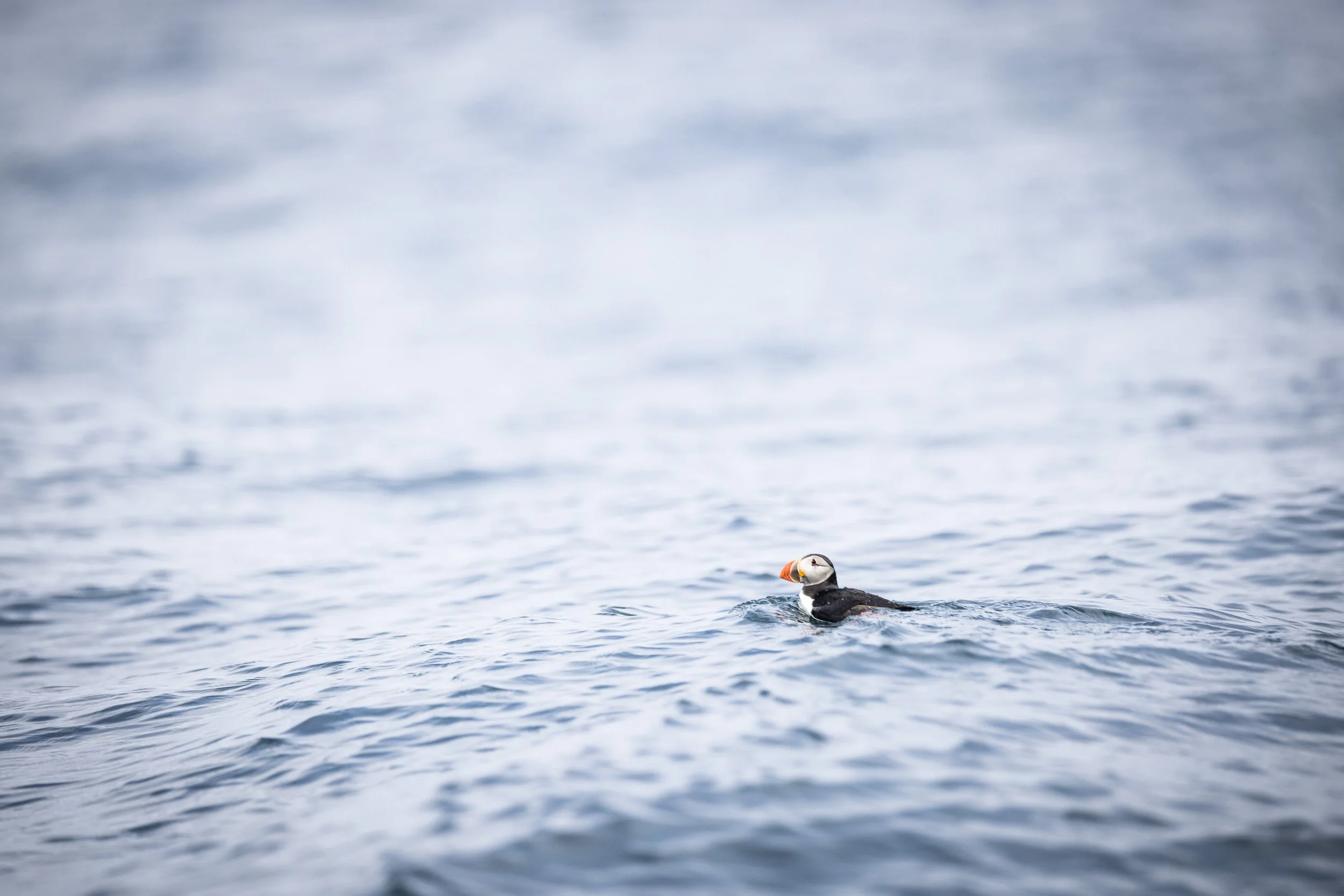 Puffin in the Irish Sea