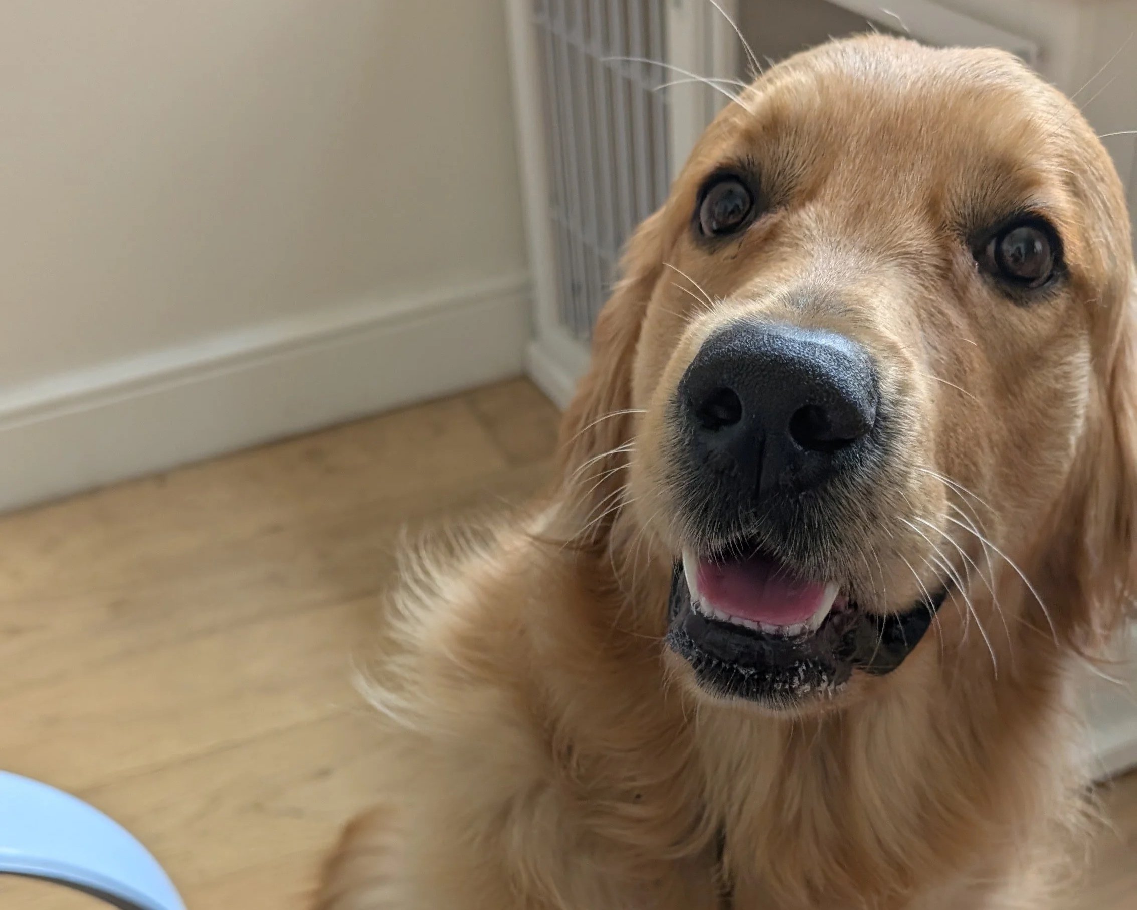 Golden Retriever During Training Session