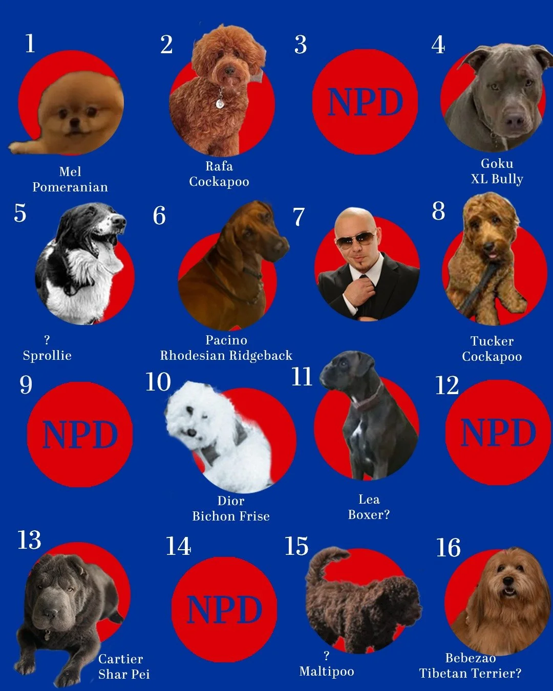 Match the Dog to the Arsenal Player Results!

(1/2)

After the Arsenal result yesterday I was too annoyed to properly embrace the 'Match the Arsenal Player to their Dog' Answer Reveal. 

That is not in the spirit of Good Dog Gordon. 

GDG dogs is all