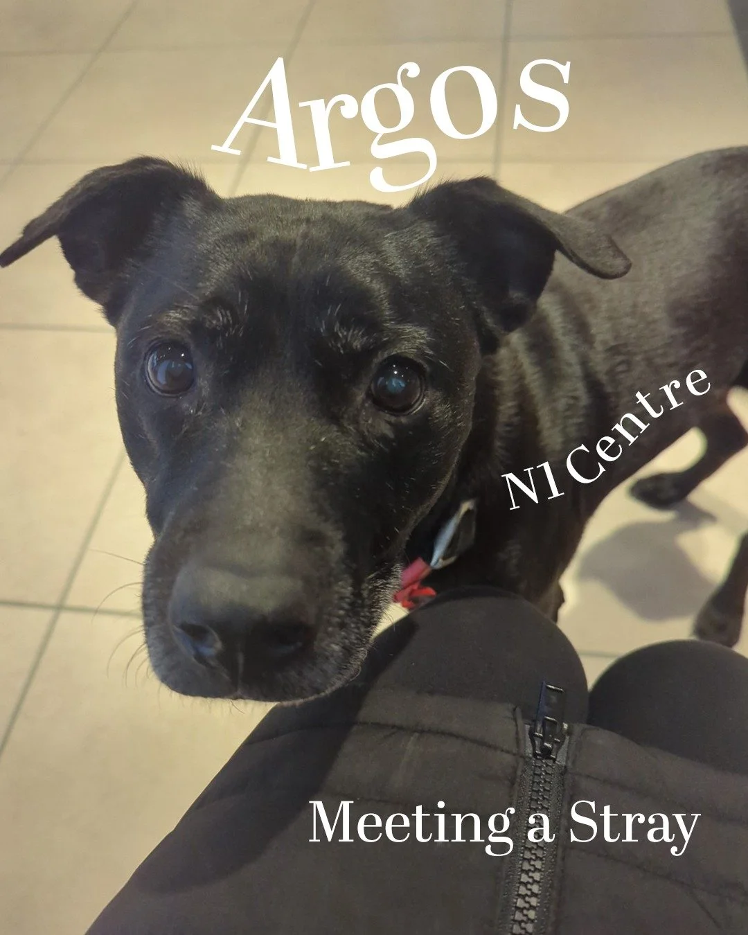 Argos the Stray (Ending not here)

Longer Blog Post (written a while ago).

🐕💕 Find the ending on the 'blog' section of my website 🐕💕