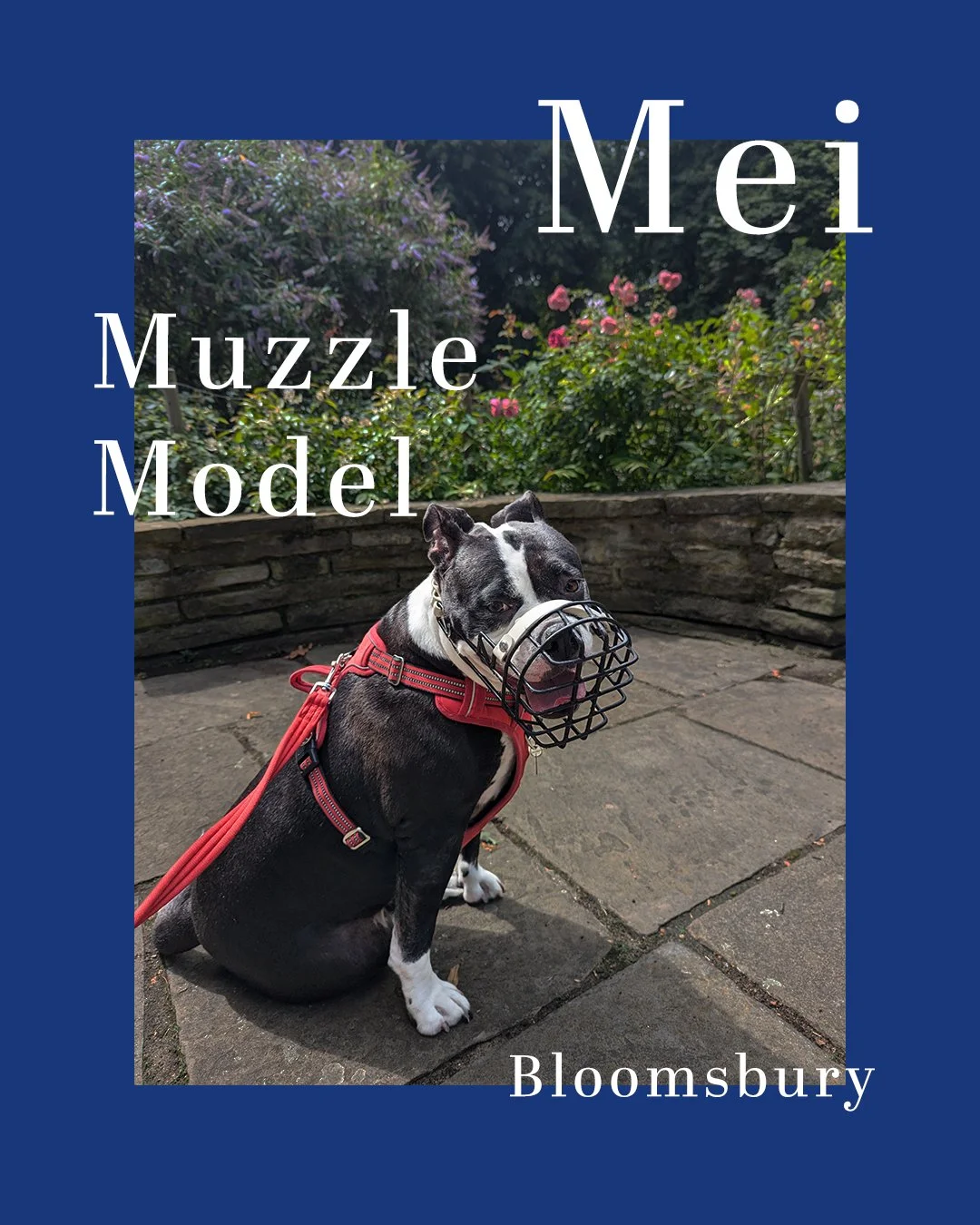 🐕💕Hello fashion week! 🐕💕

Mei's muzzle is so well conditioned by her owners. Learn more about slow and steady muzzle conditioning that doesn't stress your dog out in this post.

 And get in touch if you'd like to book in a session with your own d