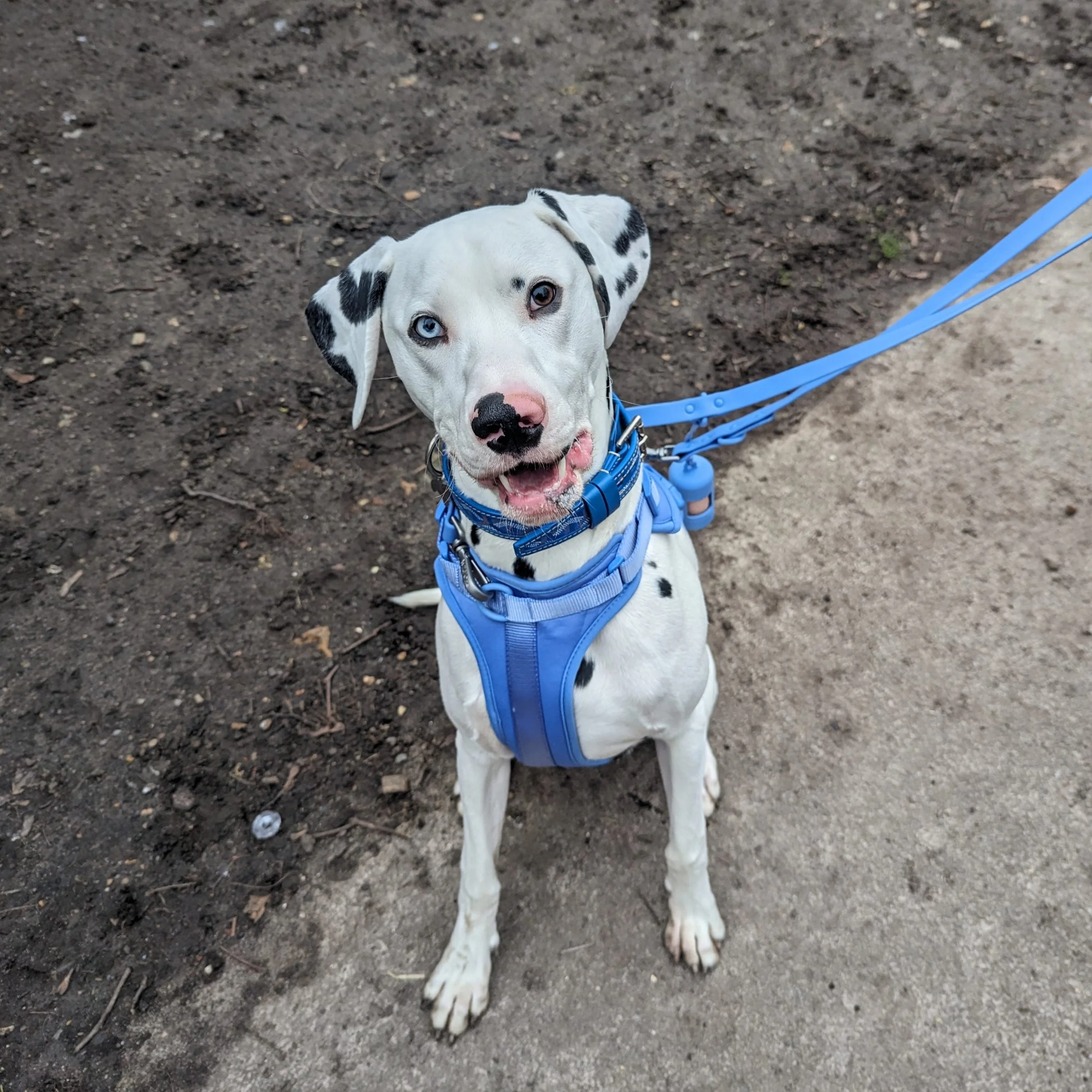 Dalmatian called Blue in Harness During a 1:1 Dog Training Session