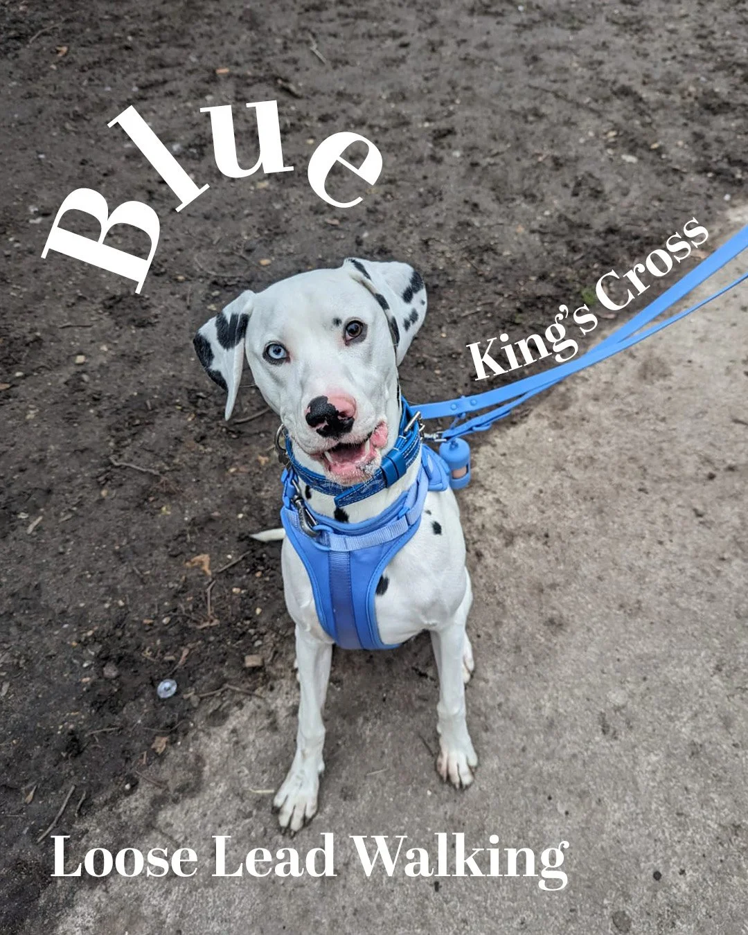 Blue, a Dalmatian with one blue eye and one brown, sitting calmly on a loose lead during 1:1 dog training in King's Cross.