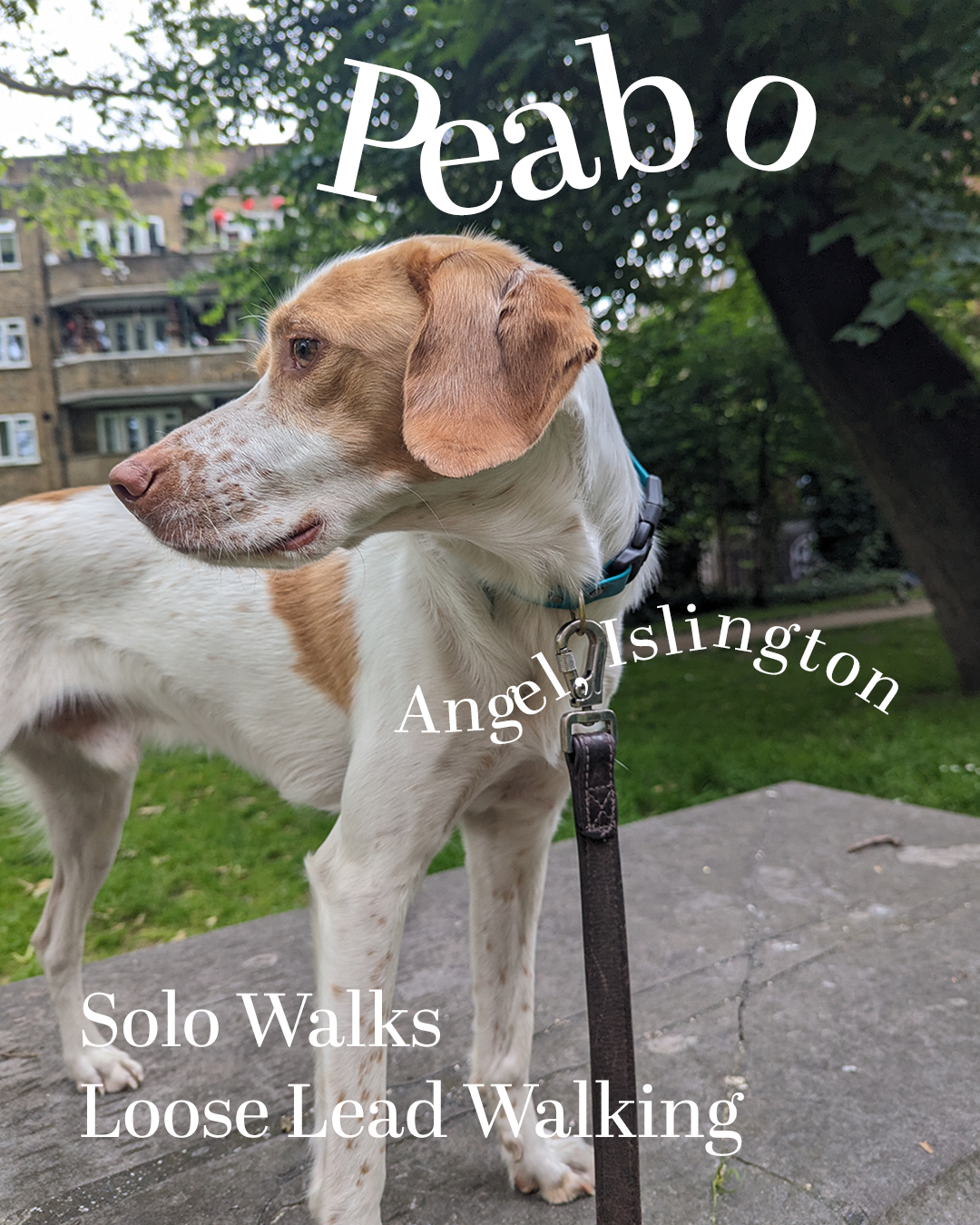 Peabo, a white and tan rescue pointer mix, standing on a stone ledge in an Islington park on a training walk.