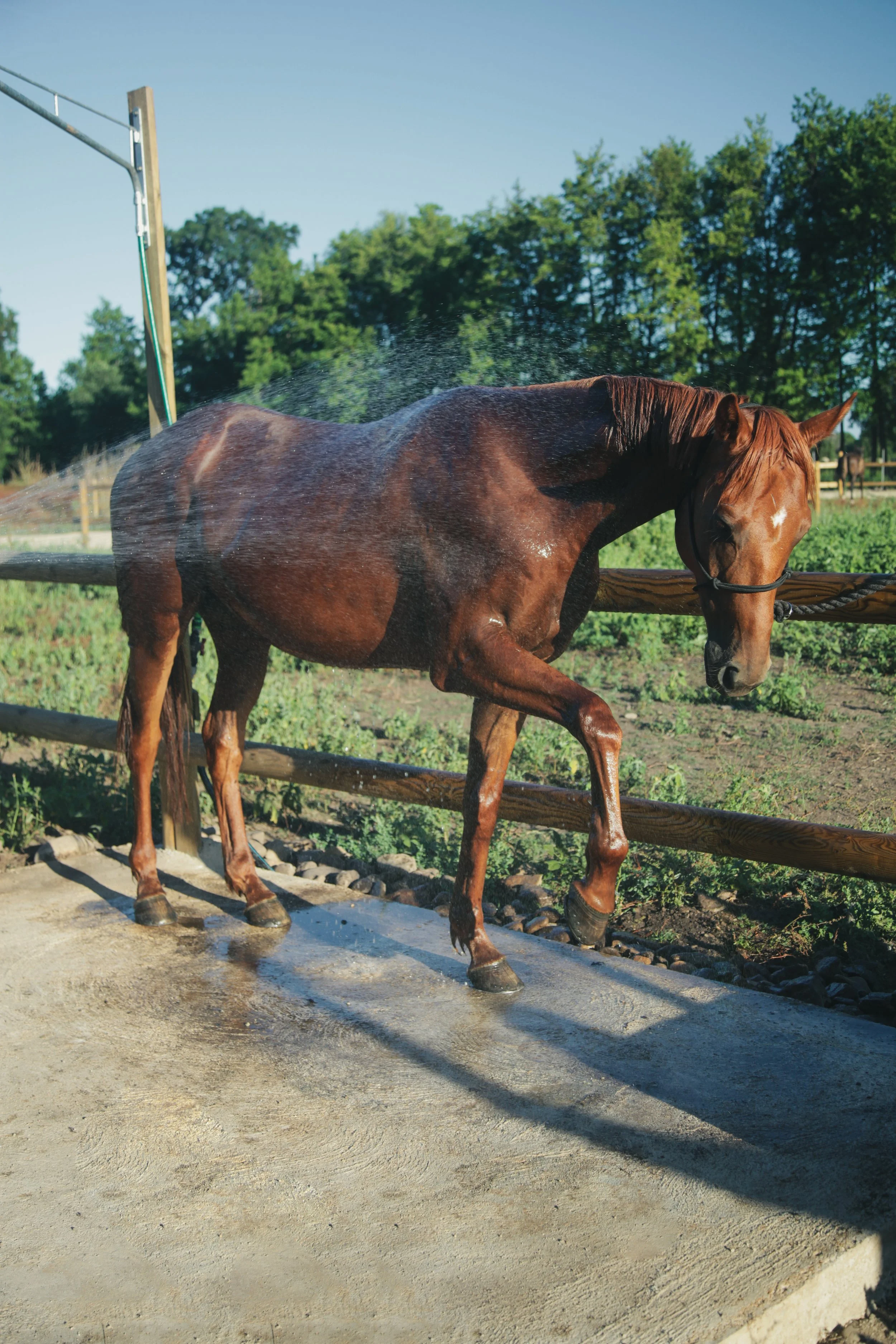 Douche chevaux