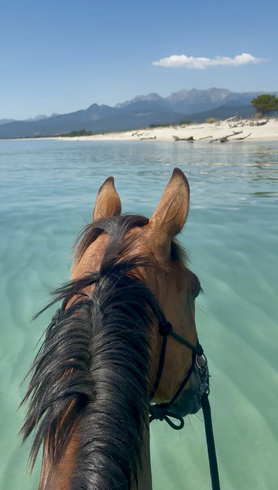 Cheval dans une eau turquoise lors d’une expérience équestre unique et haut de gamme en Corse