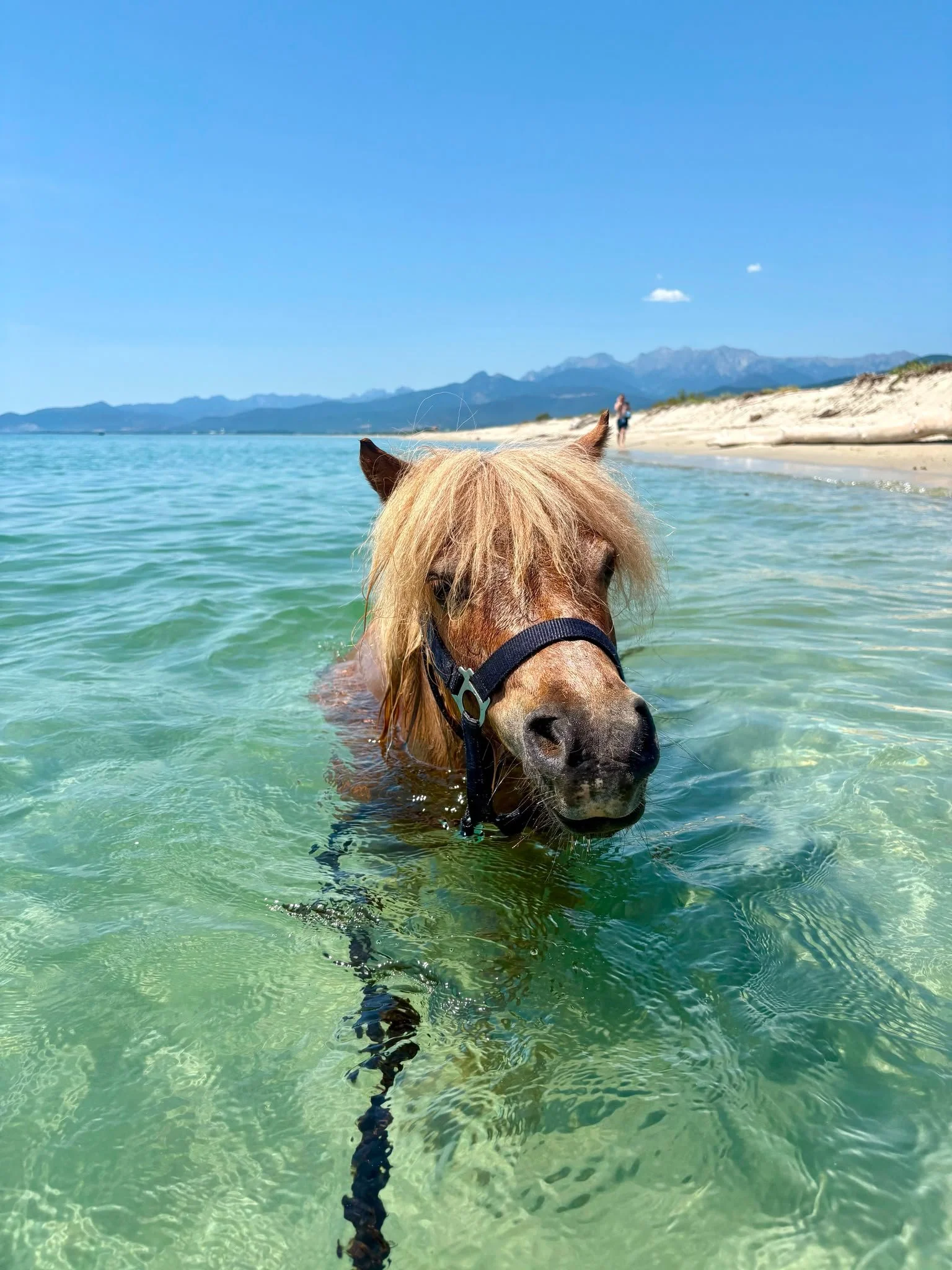 Cheval avec une crinière blonde nageant dans une mer claire, vue de face, avec une plage et des montagnes en arrière-plan, ciel bleu avec quelques nuages.