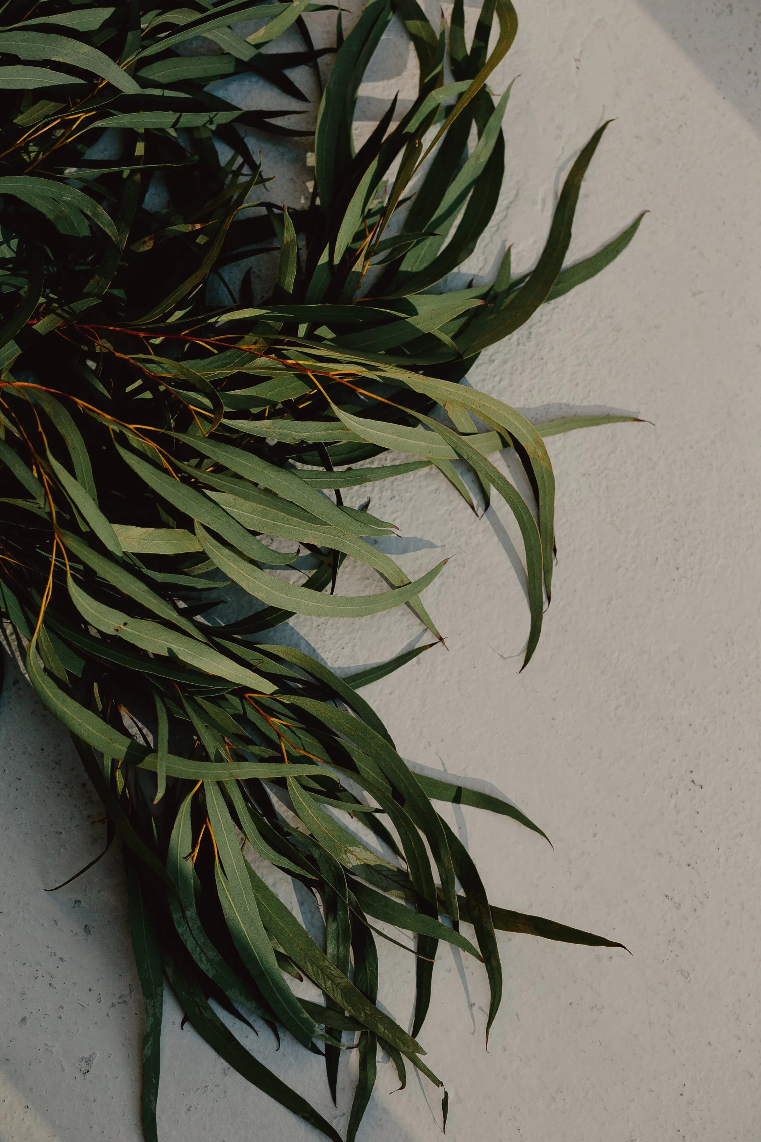 Green plant leaves against a soft grey wall