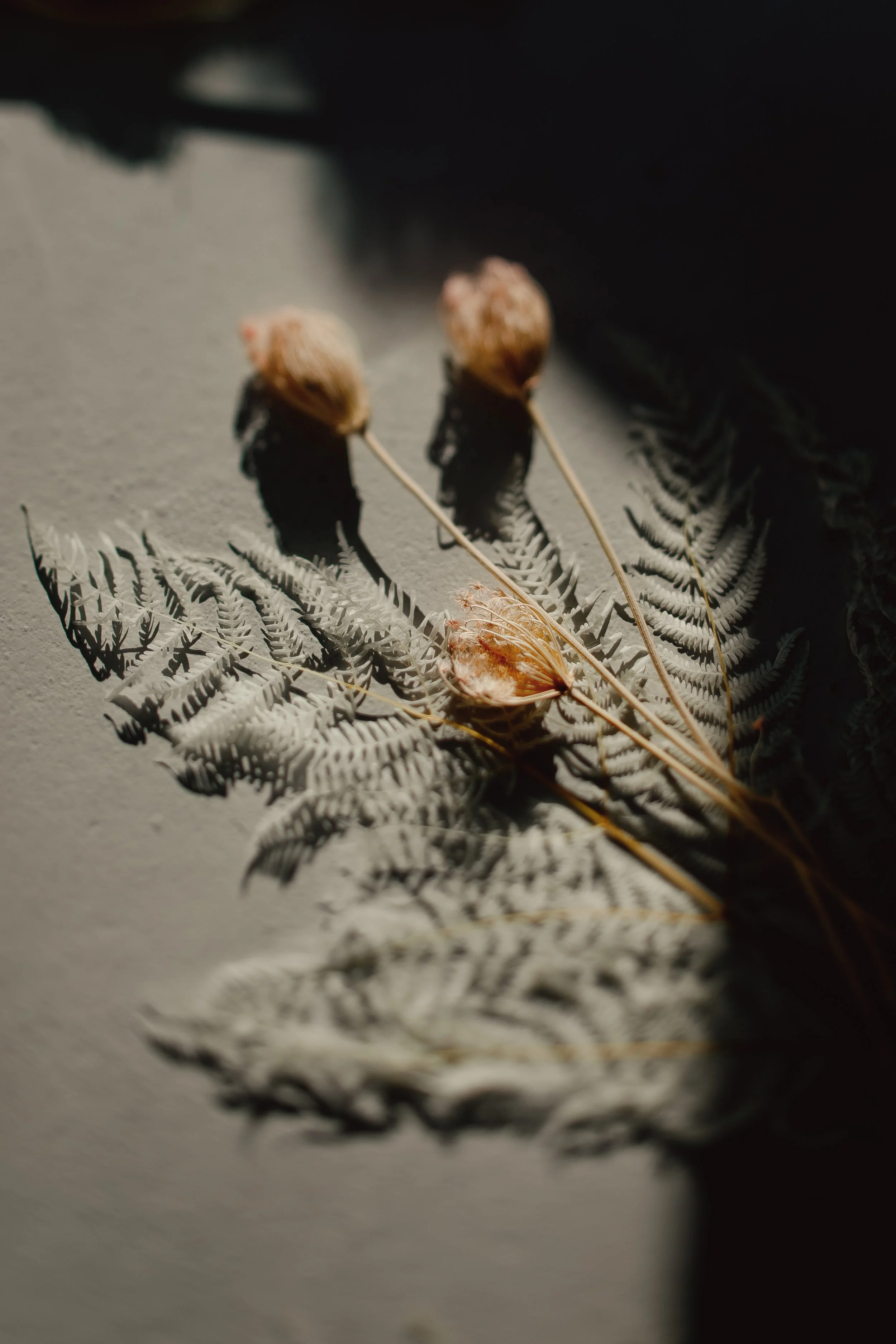 Dried flowers and fern in soft light – one-on-one doula consultation in Abu Dhabi