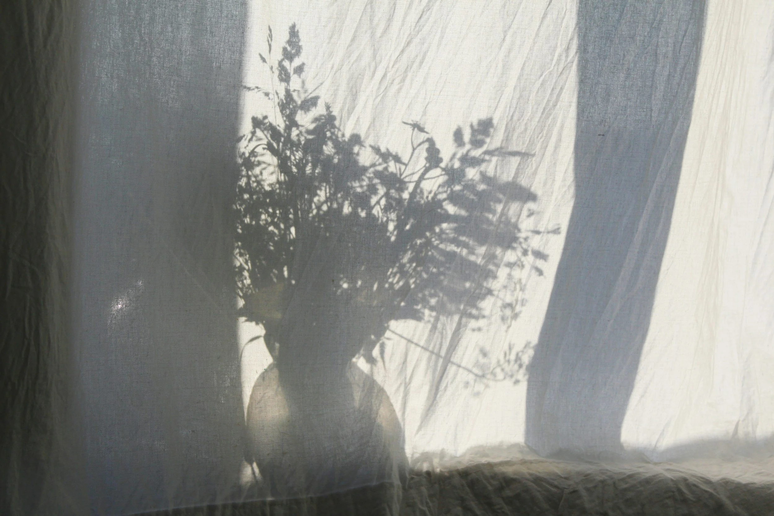 Shadow of a plant cast on a white wall with uneven textures, taken through a mesh screen.