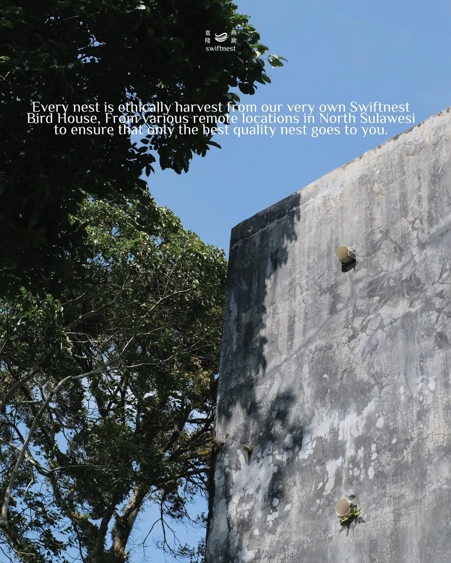At Swiftnes we believe, quality begins at the source. so,No middleman. No uncertainty. Only controlled sourcing from origin to finish. 

Di Swiftnest, kami percaya bahwa kualitas dimulai dari sumbernya. Oleh karena itu, tanpa perantara. Tanpa ketidak