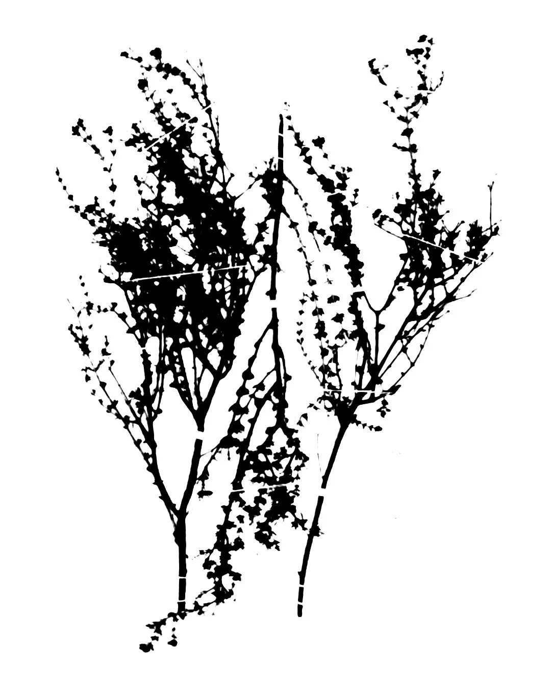 new botanical flash 1.jpg