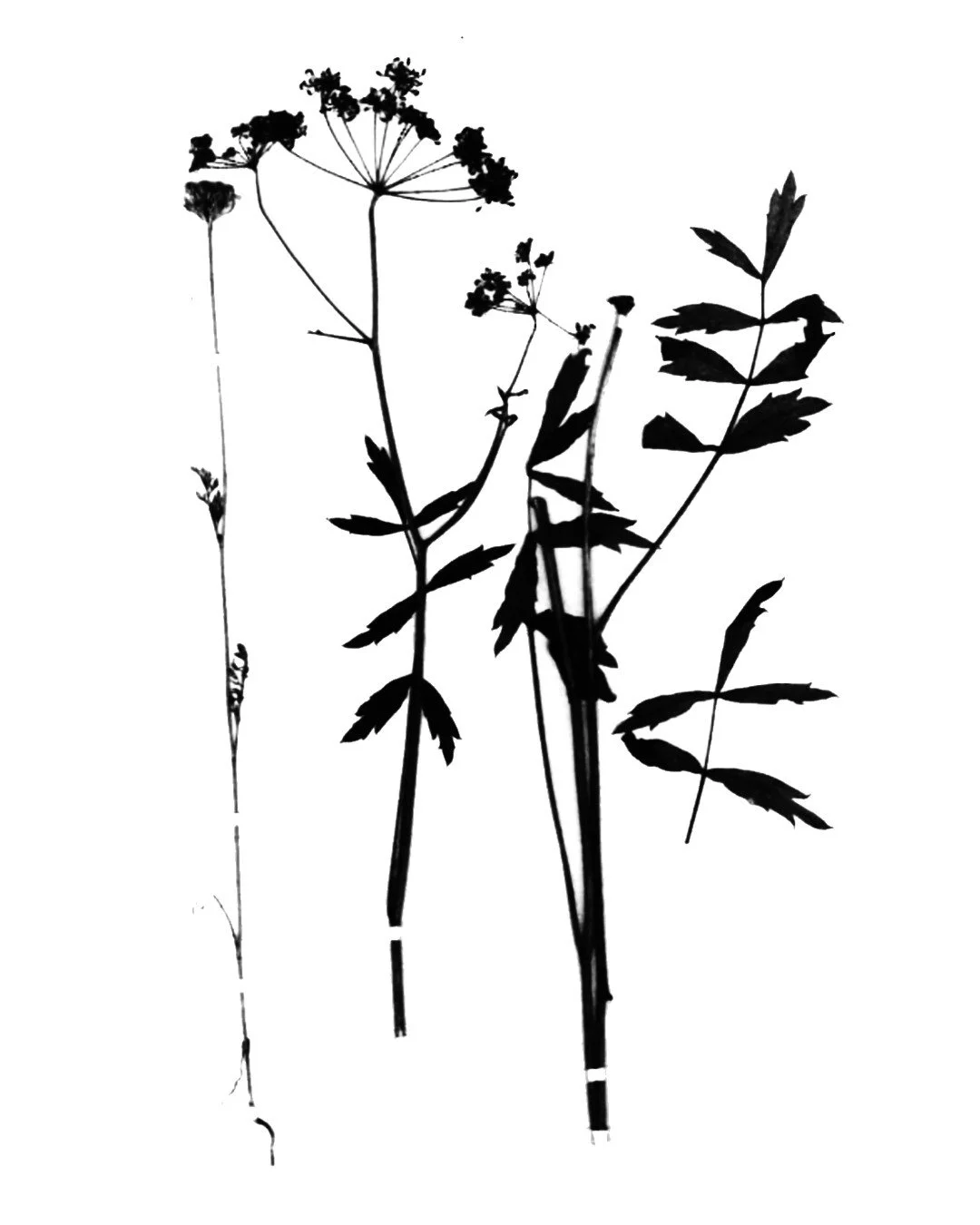 new botanical flash 5.jpg