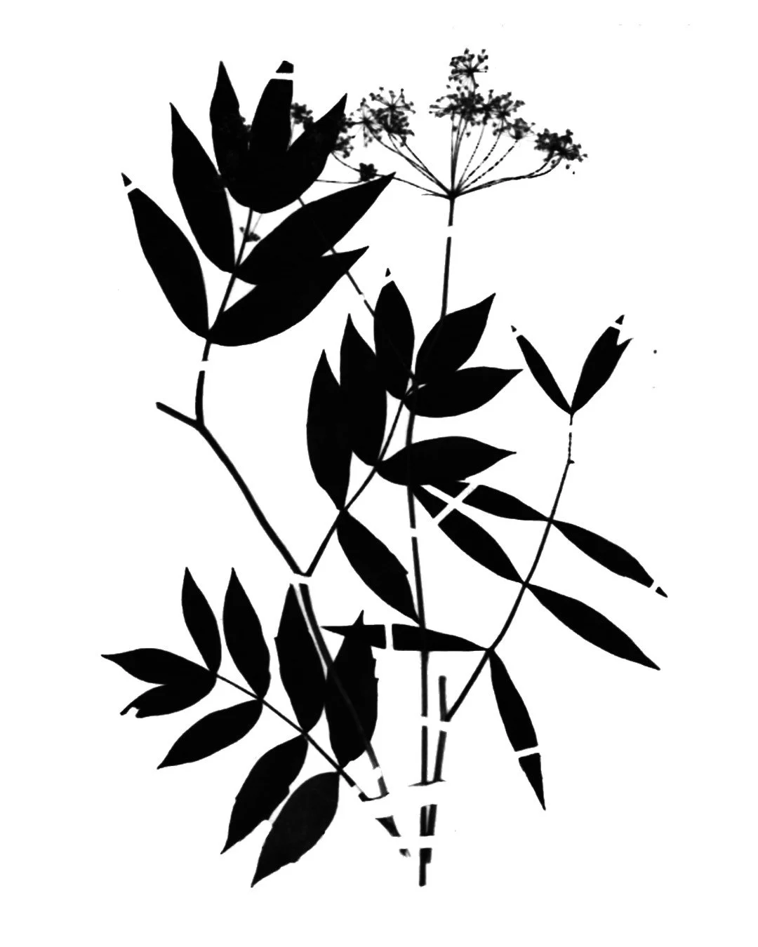 new botanical flash 6.jpg