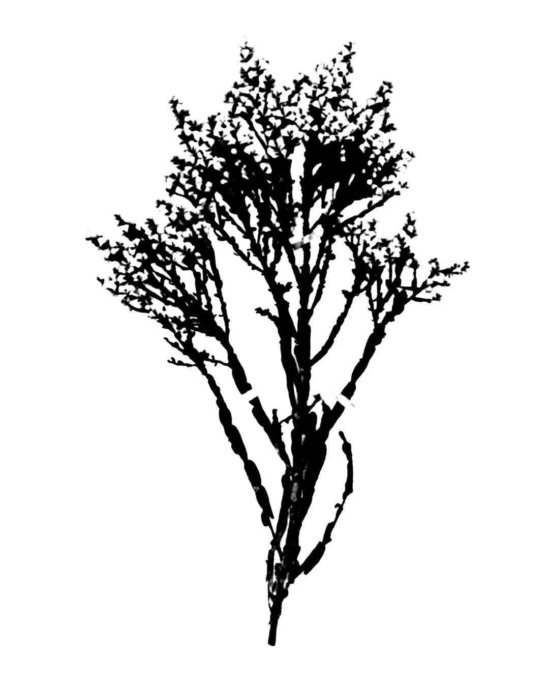 new botanical flash 3.jpg