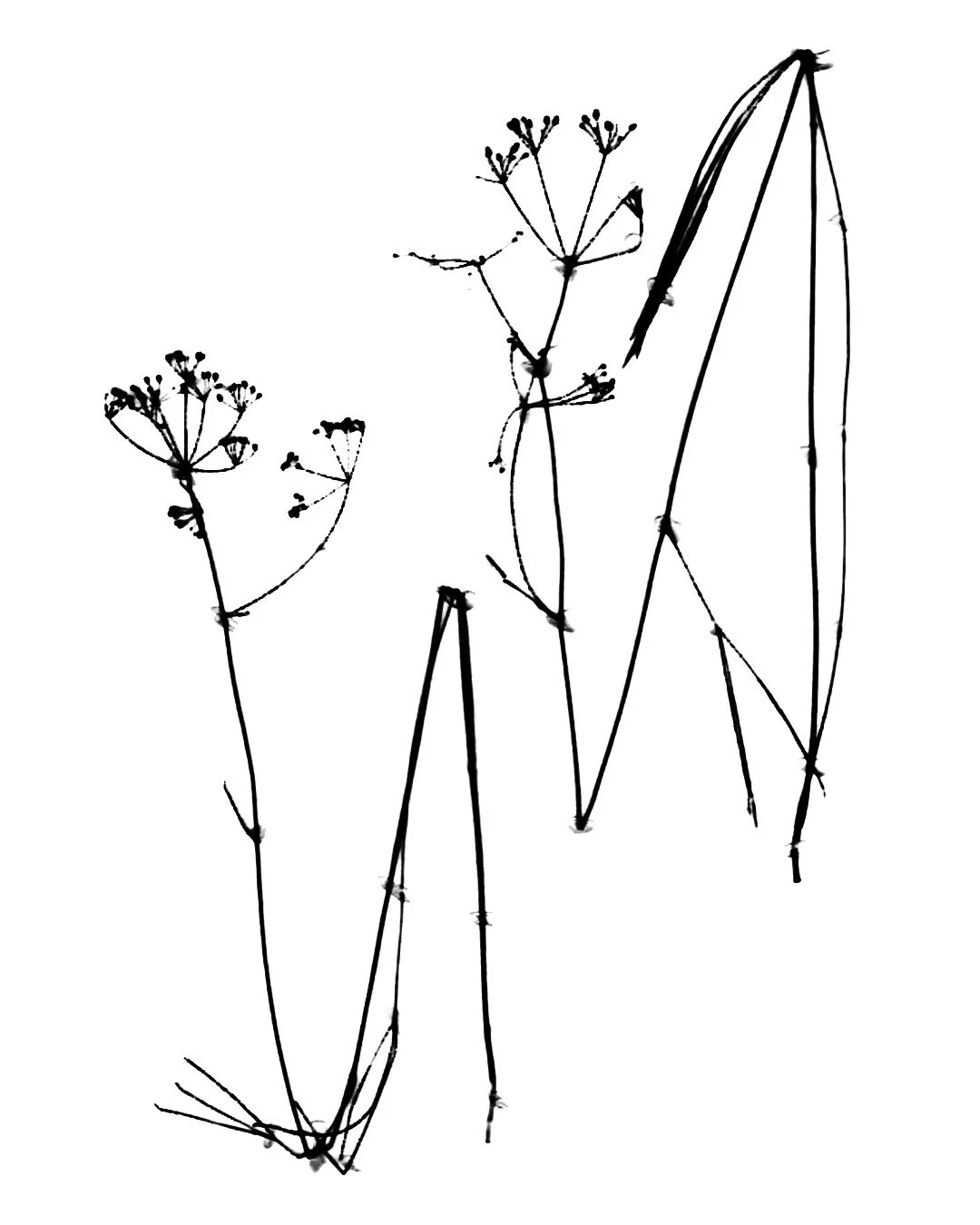 new botanical flash 4.jpg