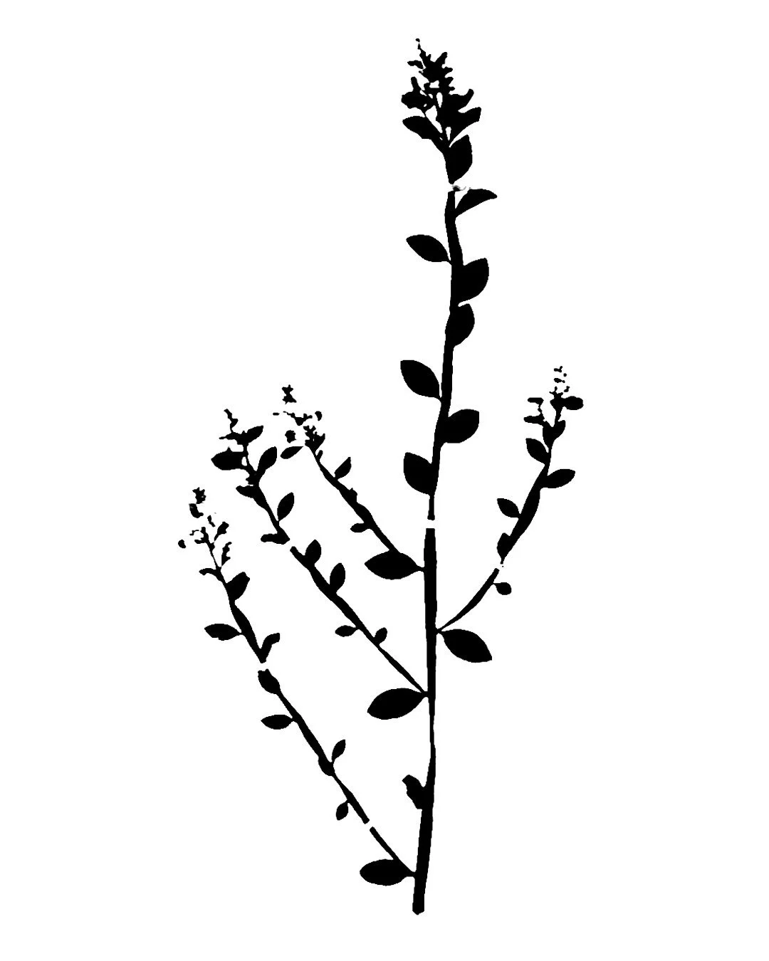 new botanical flash 2.jpg