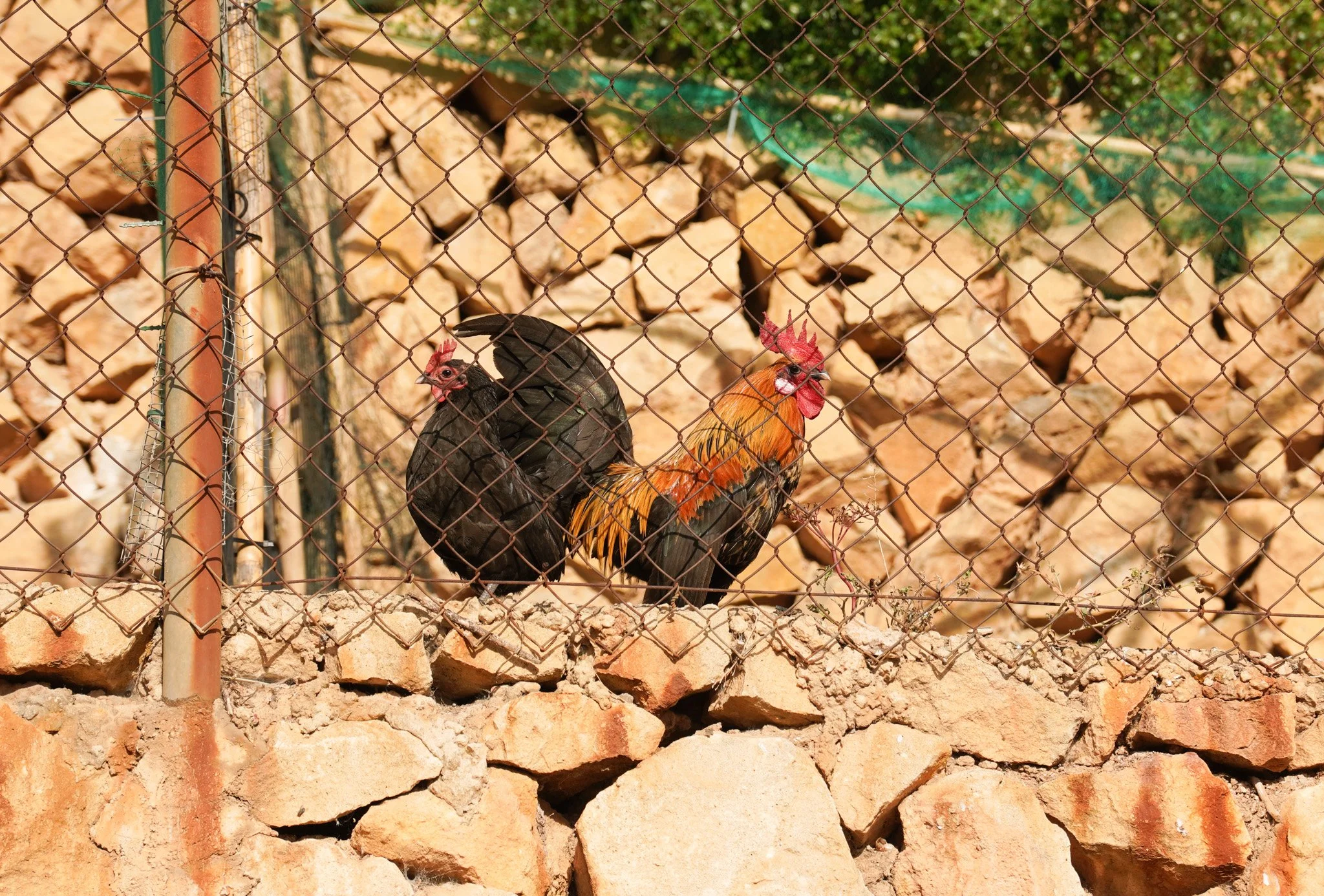 Dos gallos en un corral de rejas, uno de color negro y otro de color marrón con amarillo, sobre piedras y suelo de tierra.