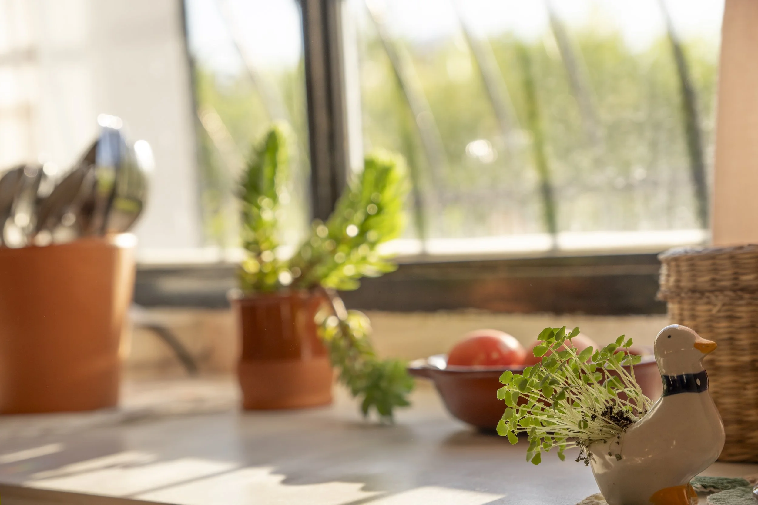 Plantas en macetas sobre una repisa cerca de una ventana con luz natural, decorando un interior