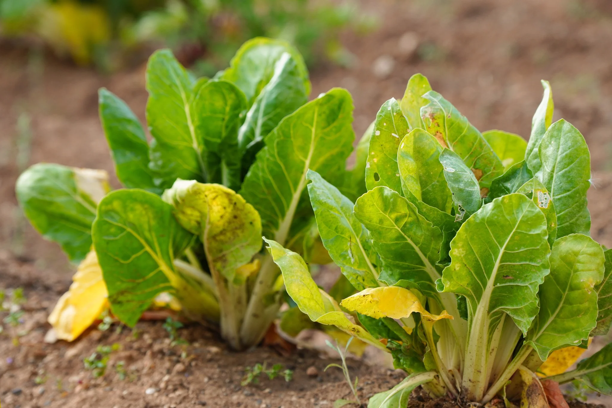 Una planta de lechuga en un campo de tierra. Sus hojas son verdes con algunas manchas amarillas y dañadas.