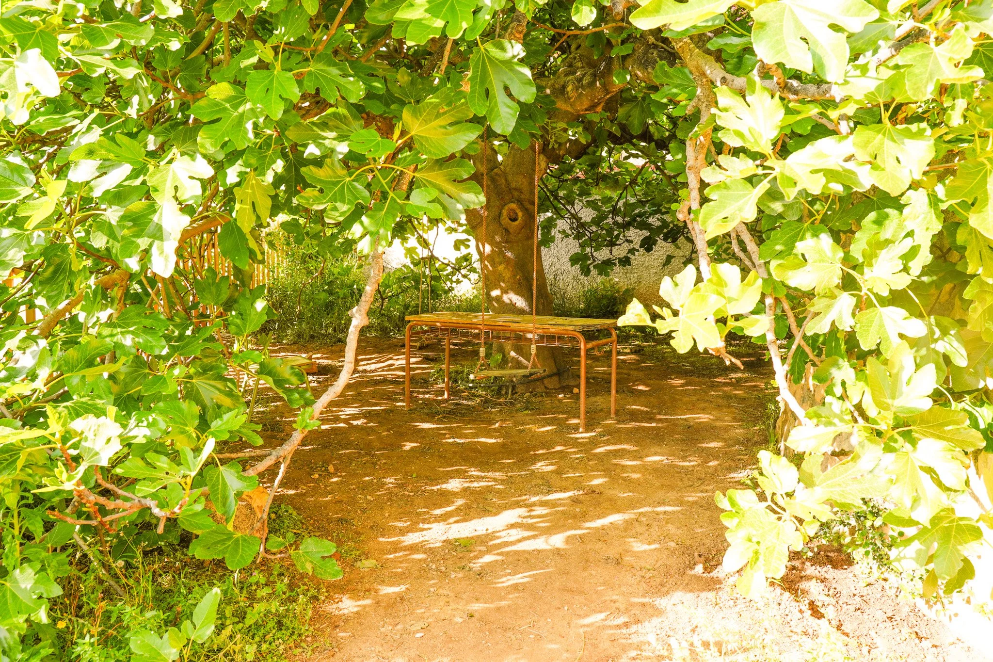 Un árbol frondoso con muchas hojas verdes y una silla de columpio de madera colgando del árbol en un jardín con sombra y tierra