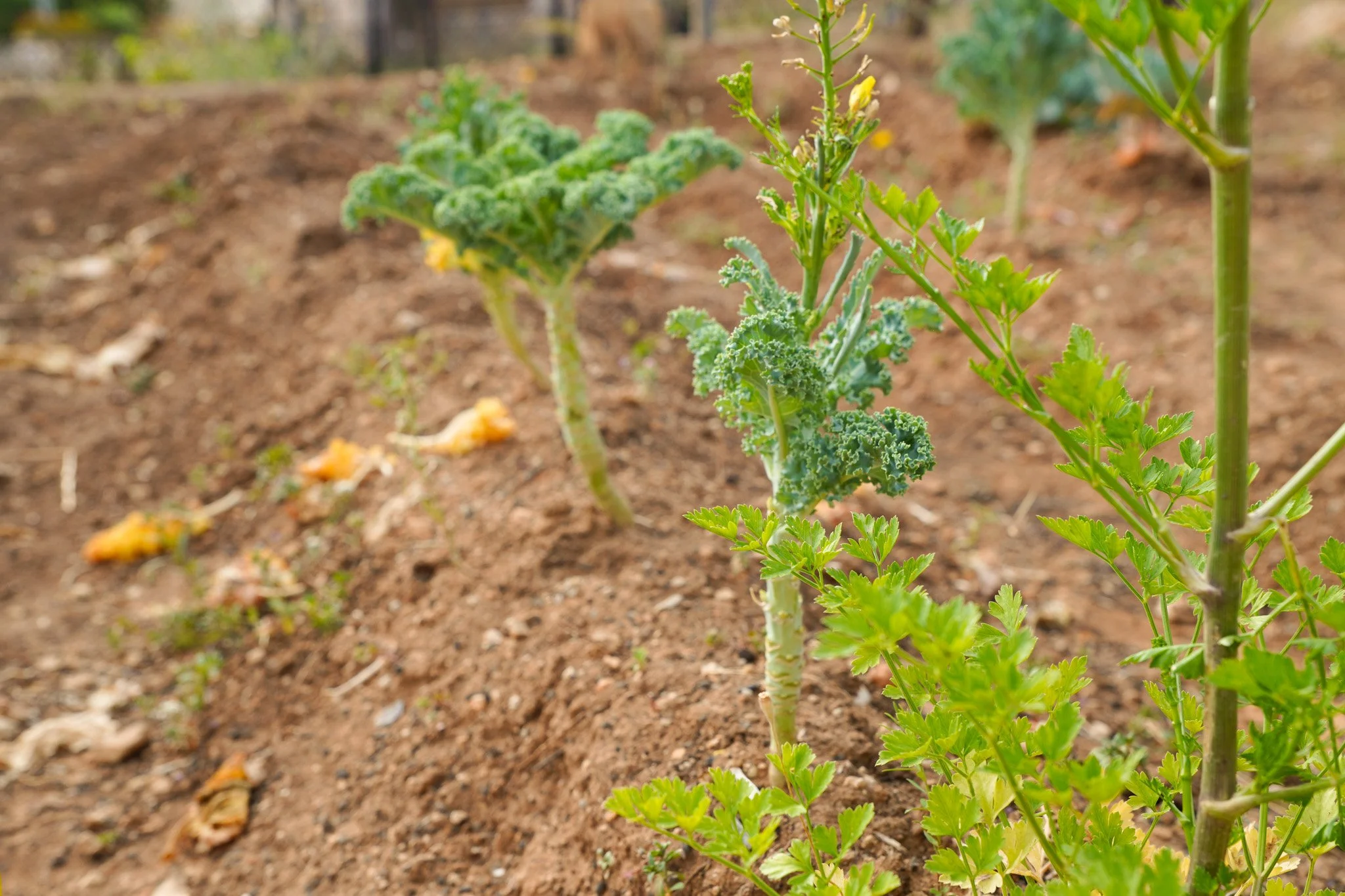 Planta de perejil creciendo en tierra
