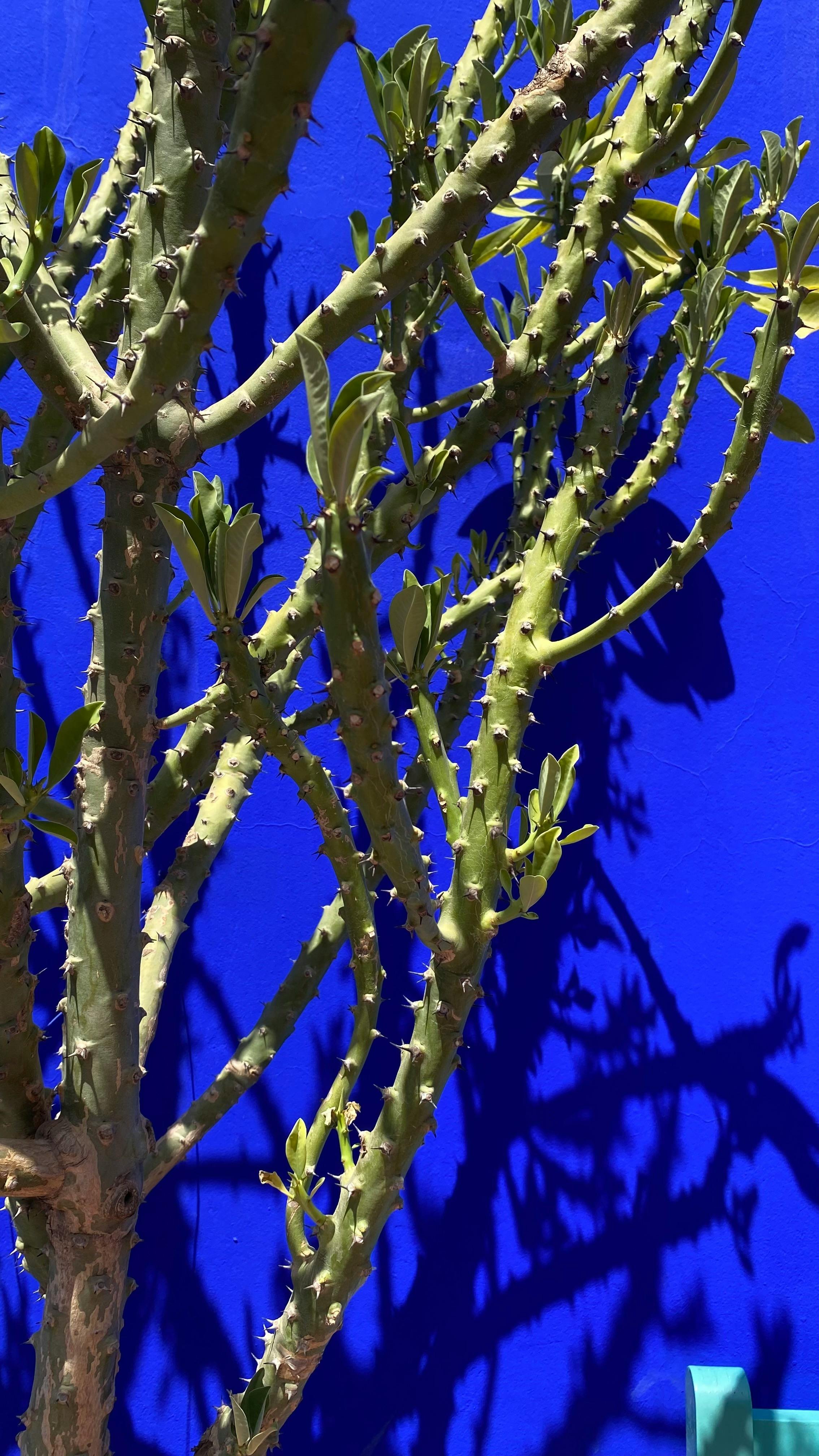 A large green cactus with multiple thick, spiky branches and small leaves growing from the branches, set against a bright blue wall with shadows cast by the cactus.
